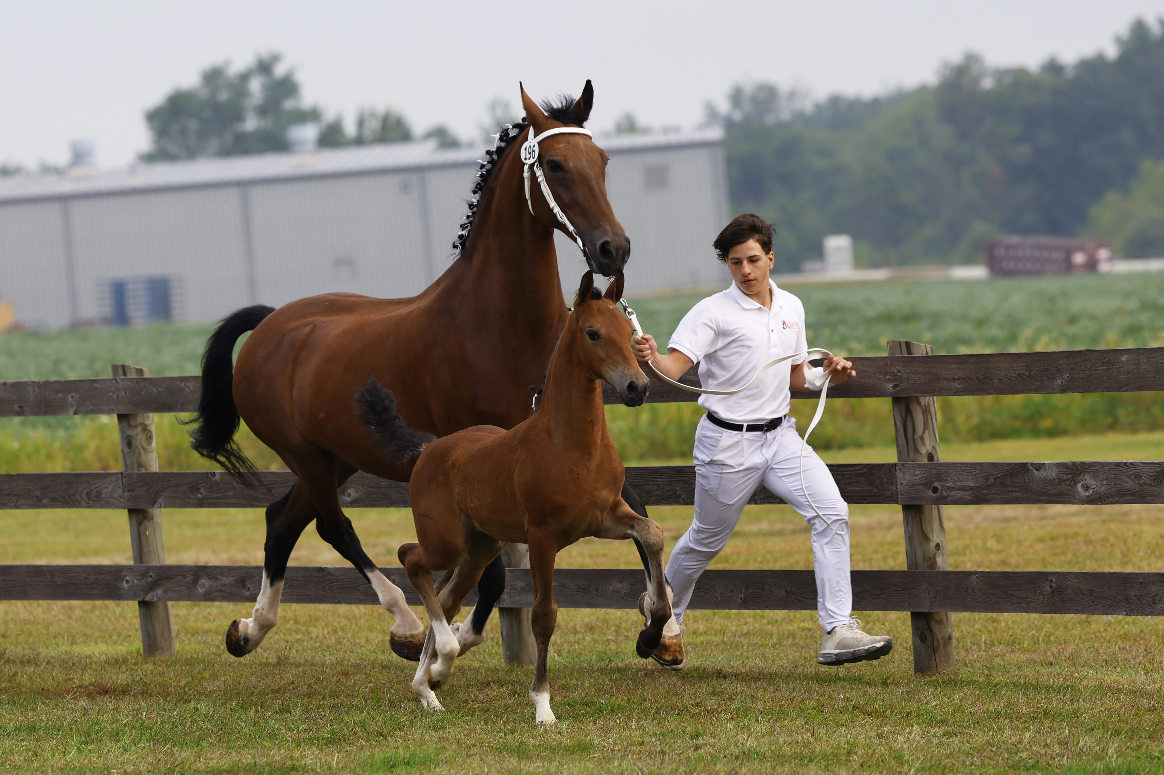 Saturday Weanling Fillies