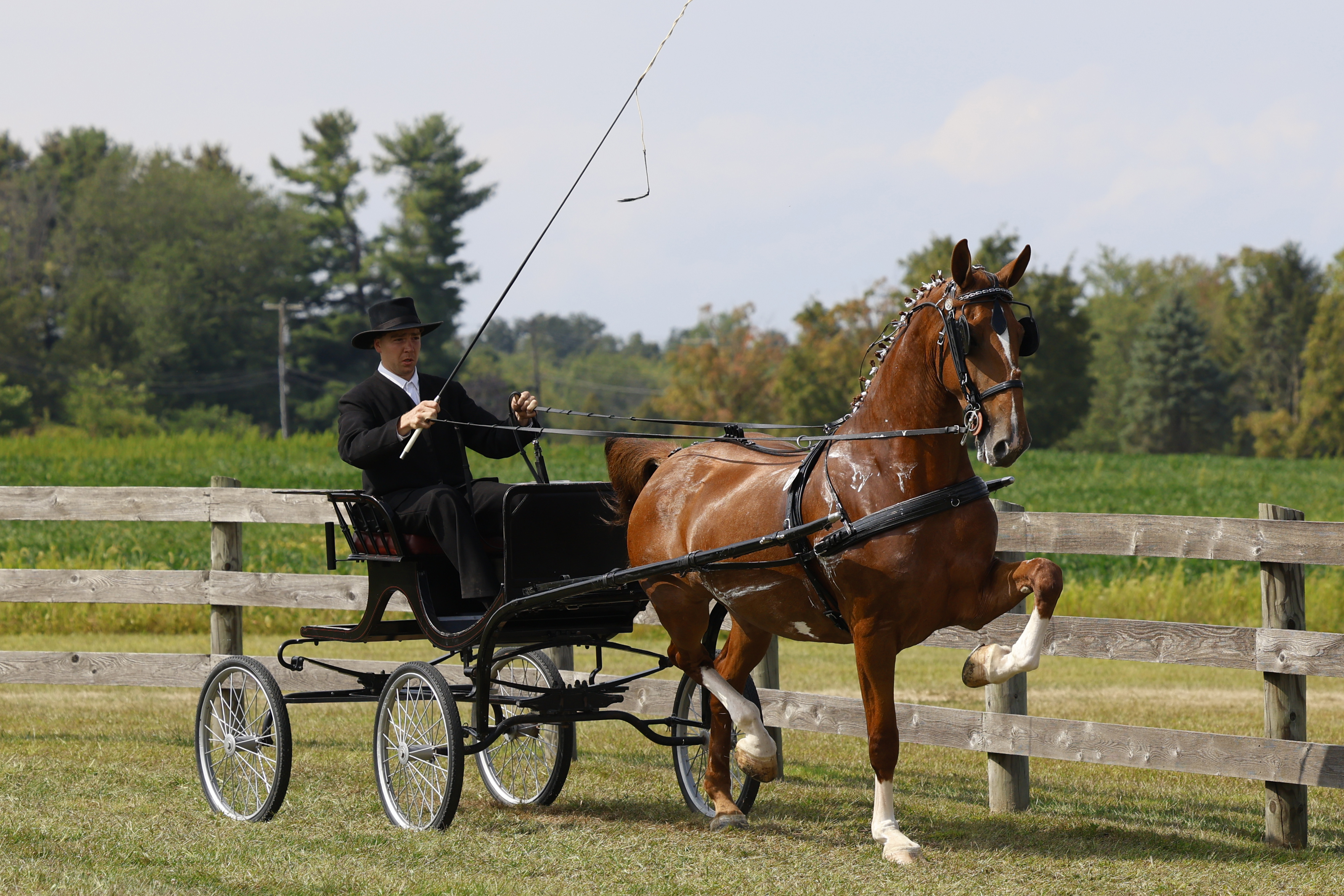 Saturday Fine Harness Cup Mares