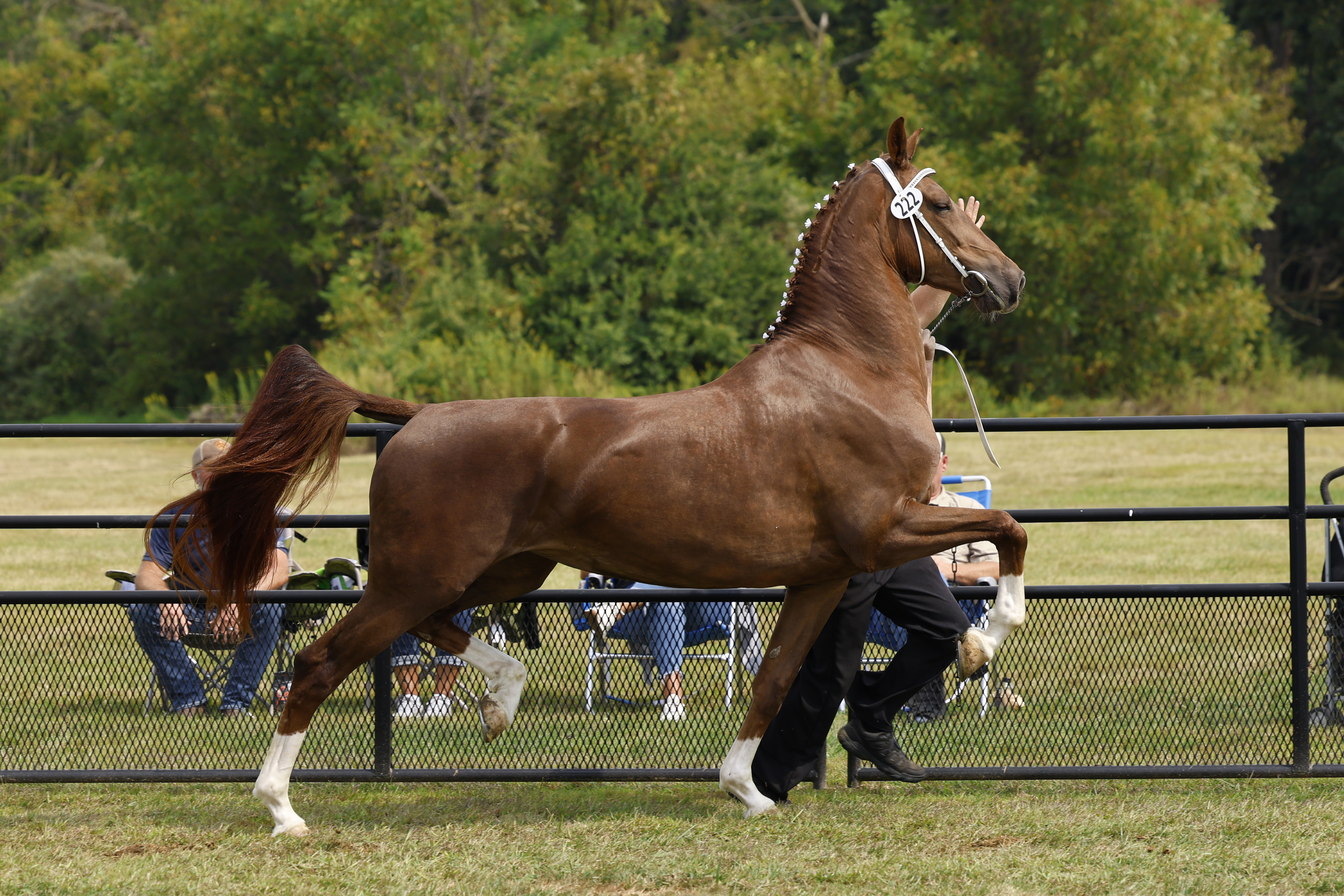 Saturday Ster/Keur Mares in Hand