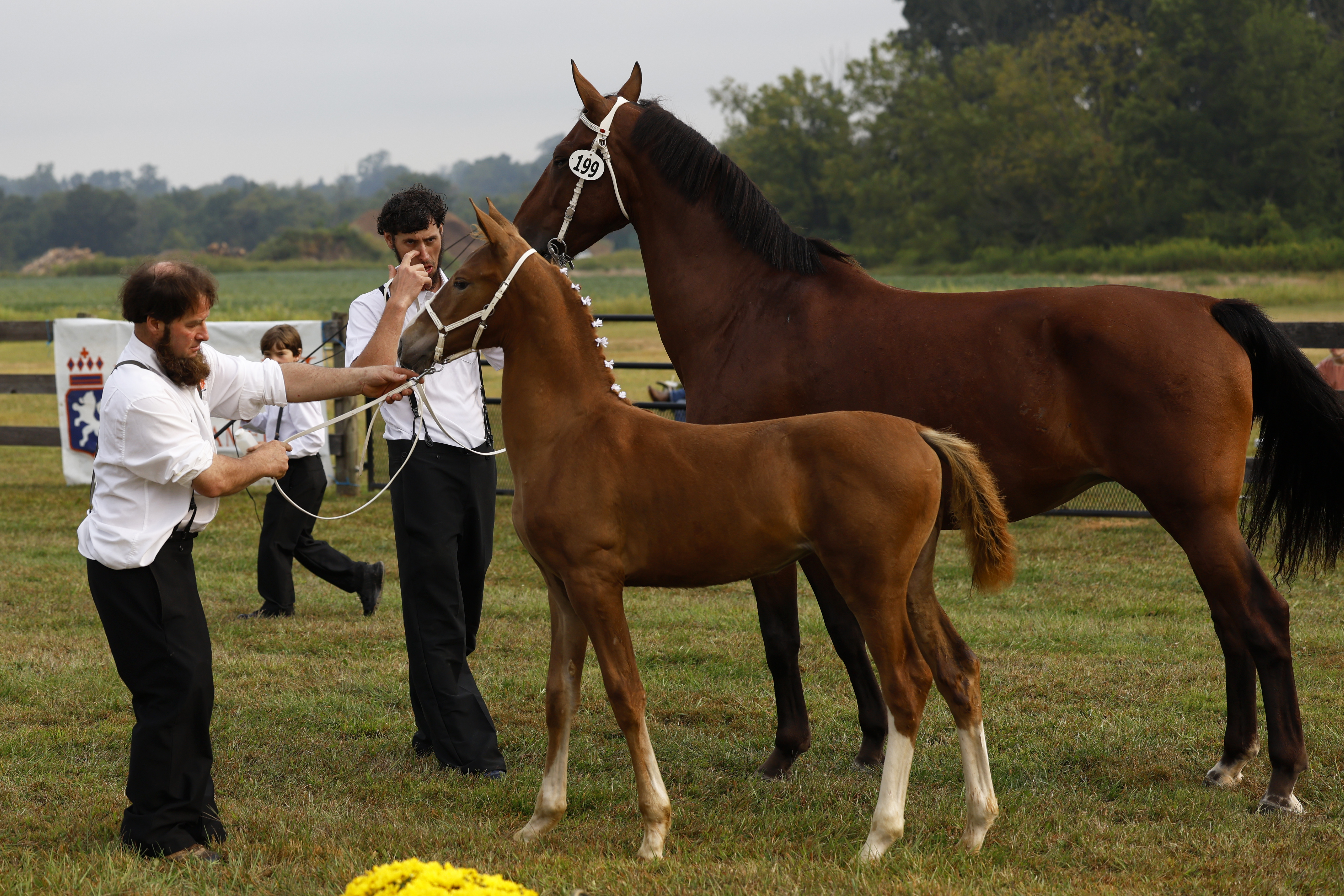 Saturday Weanling Fillies