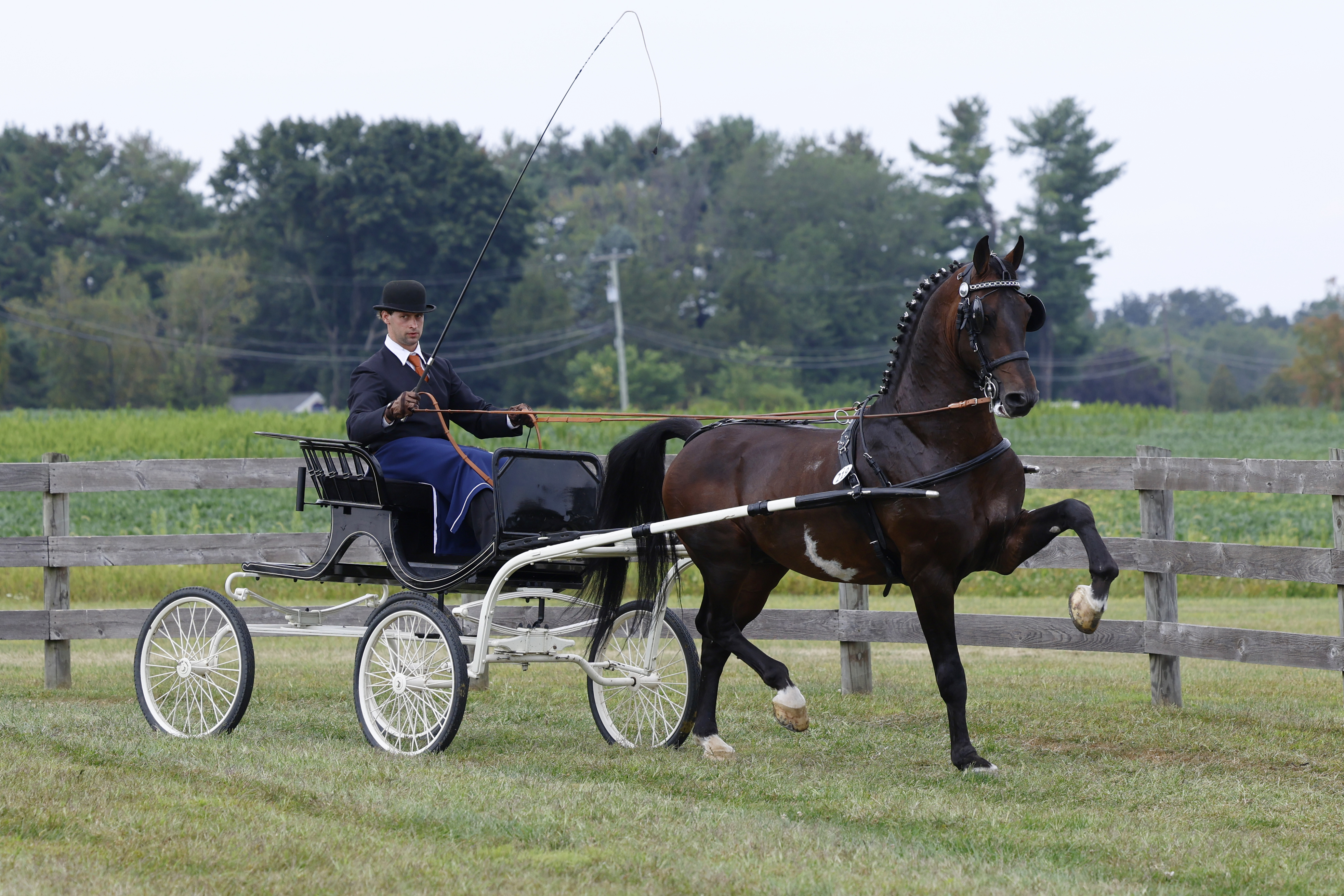 Saturday Fine Harness Cup Stallions & Geldings