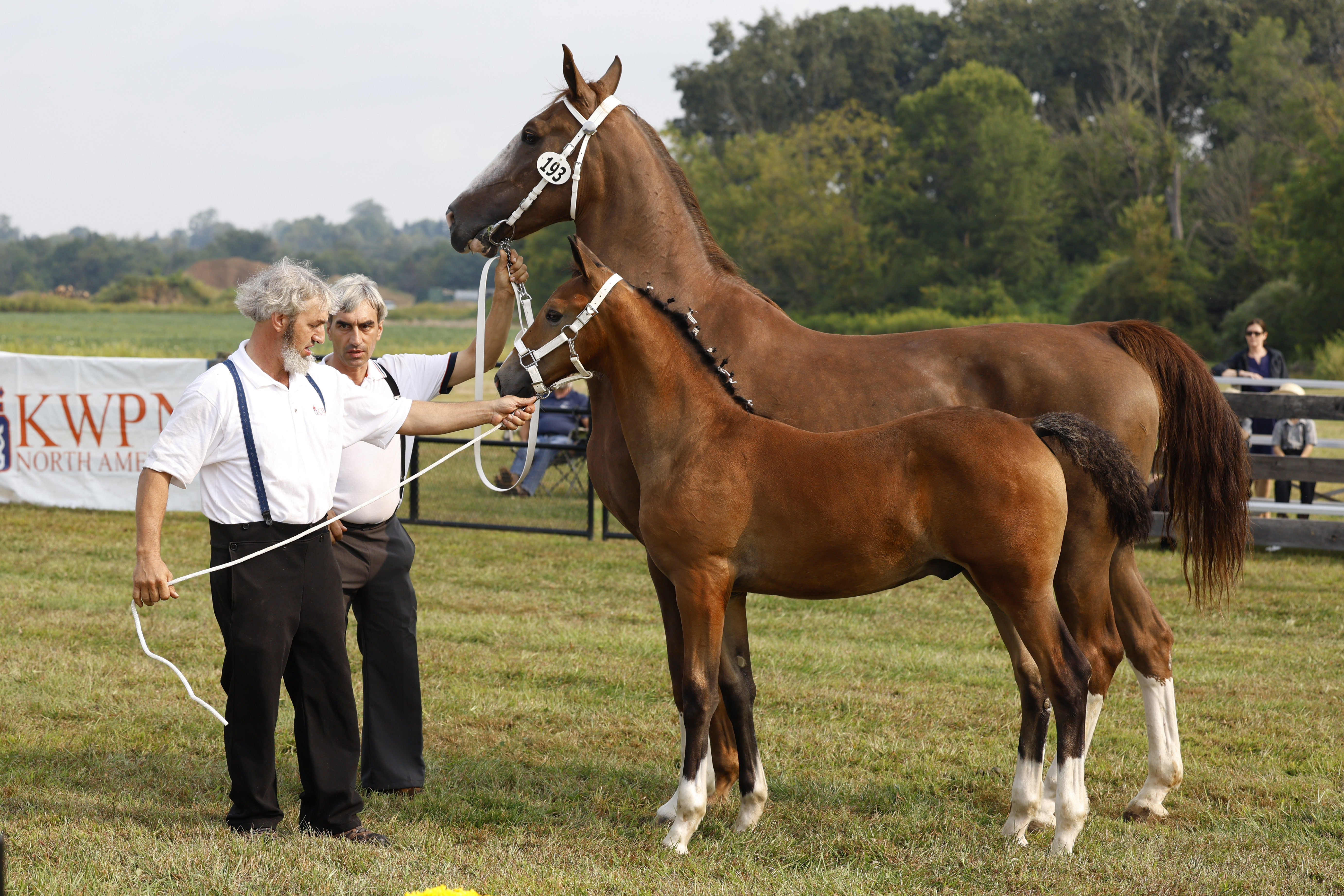 Saturday Weanling Colts