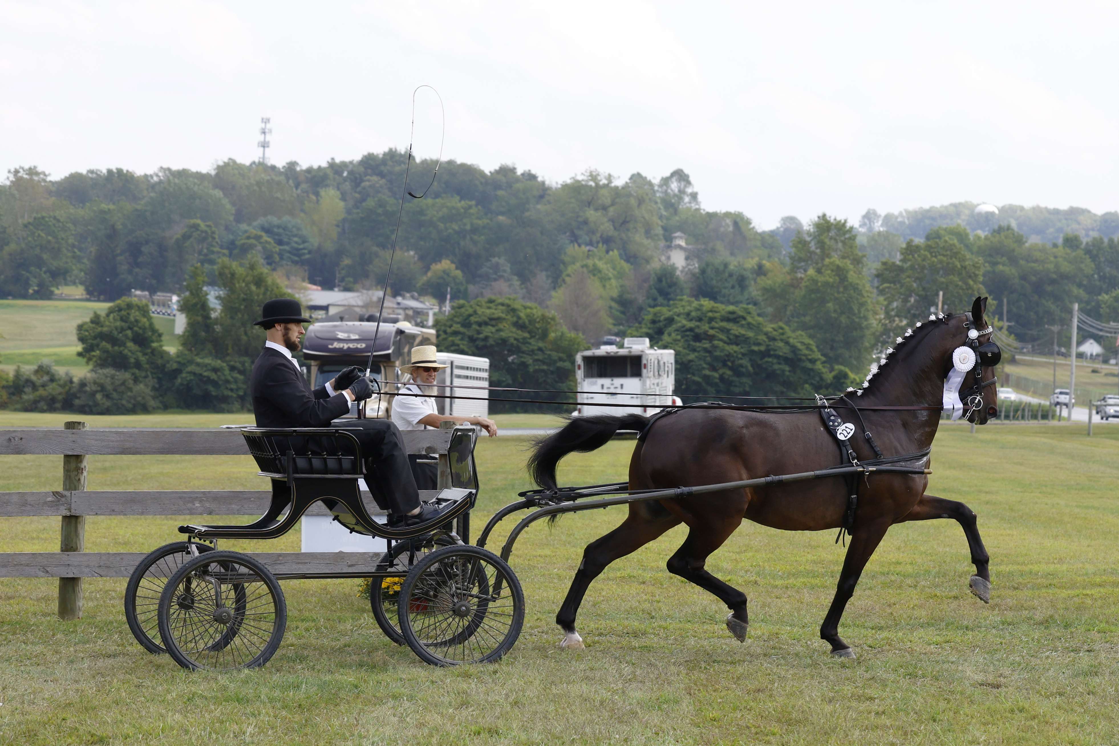 Saturday Fine Harness Cup Stallions & Geldings