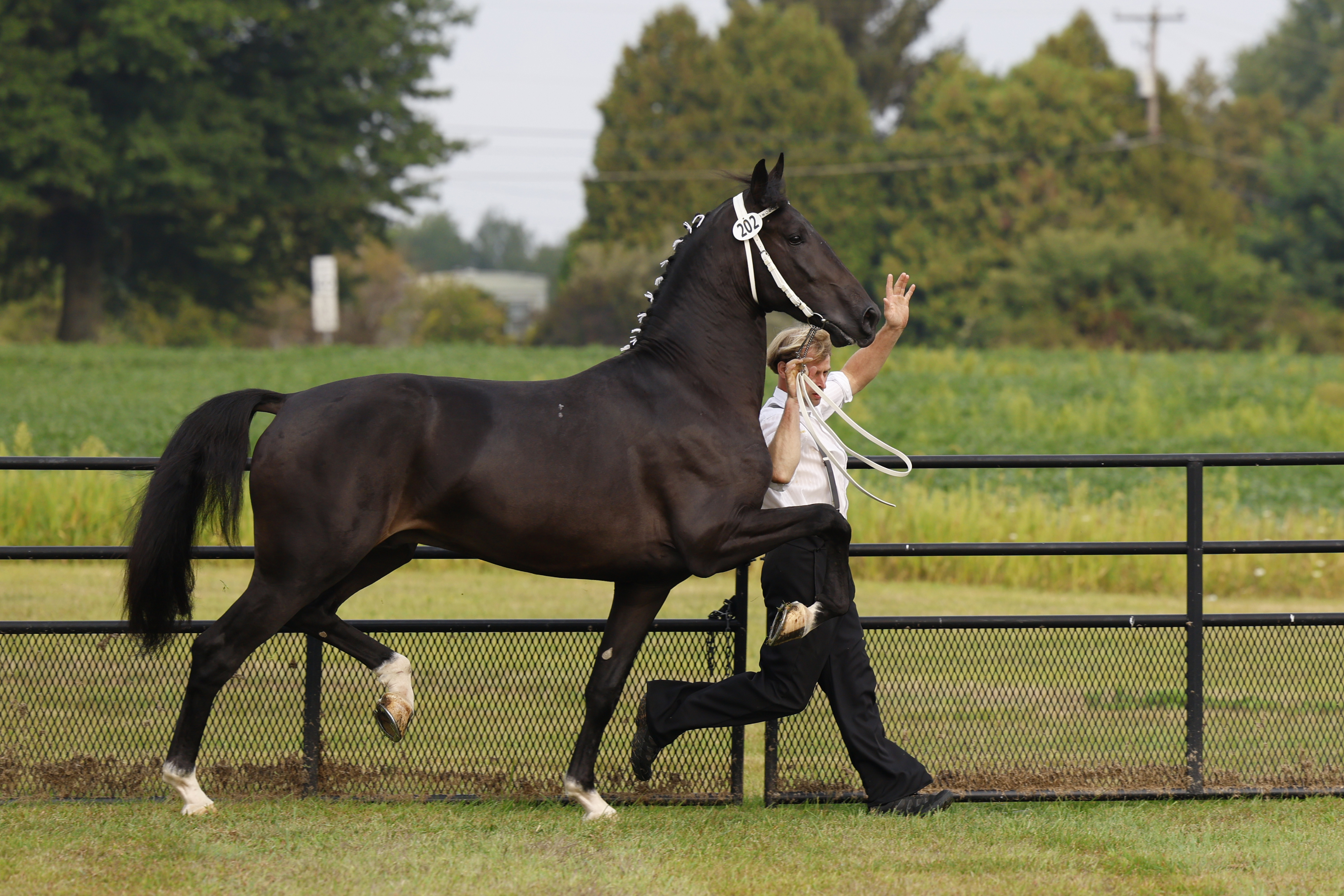 Saturday Stallion Advice Keuring