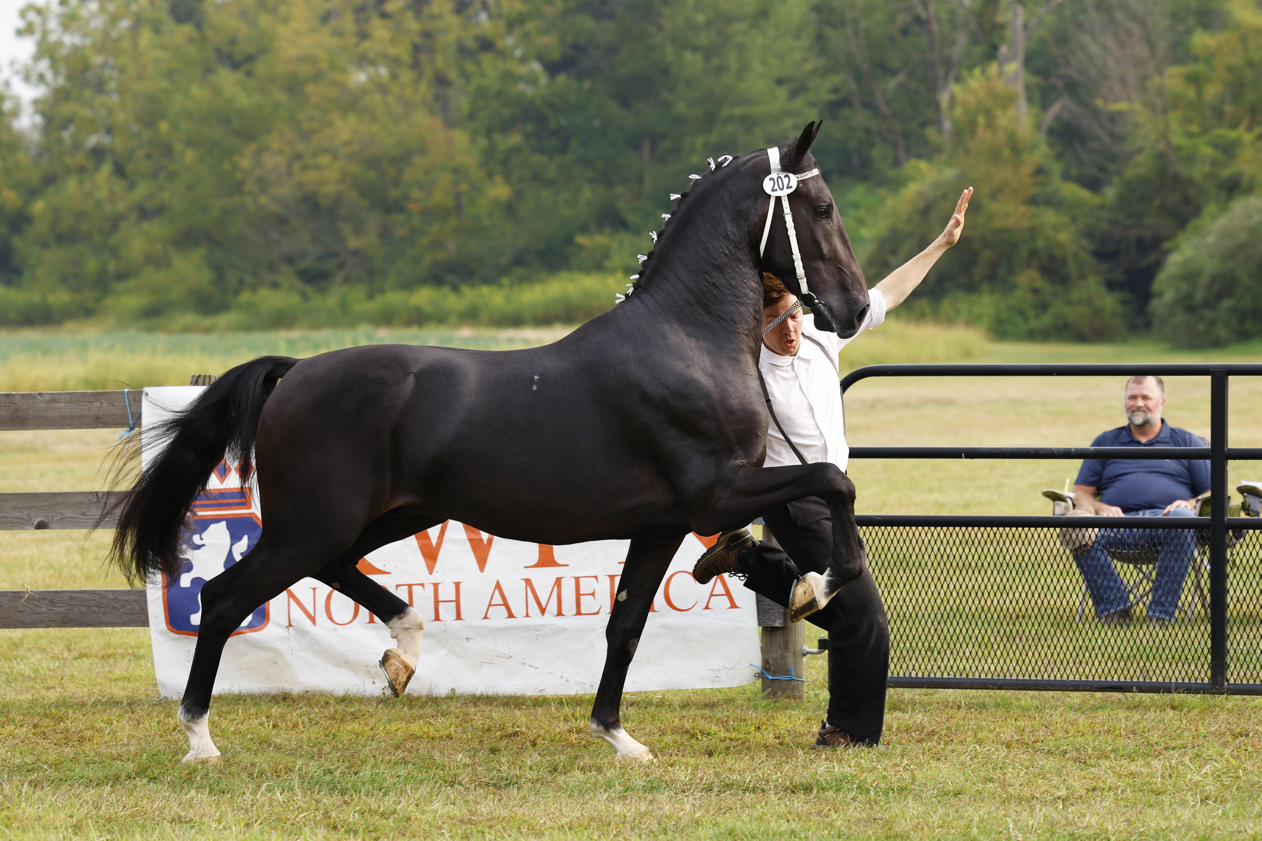 Saturday Stallion Advice Keuring