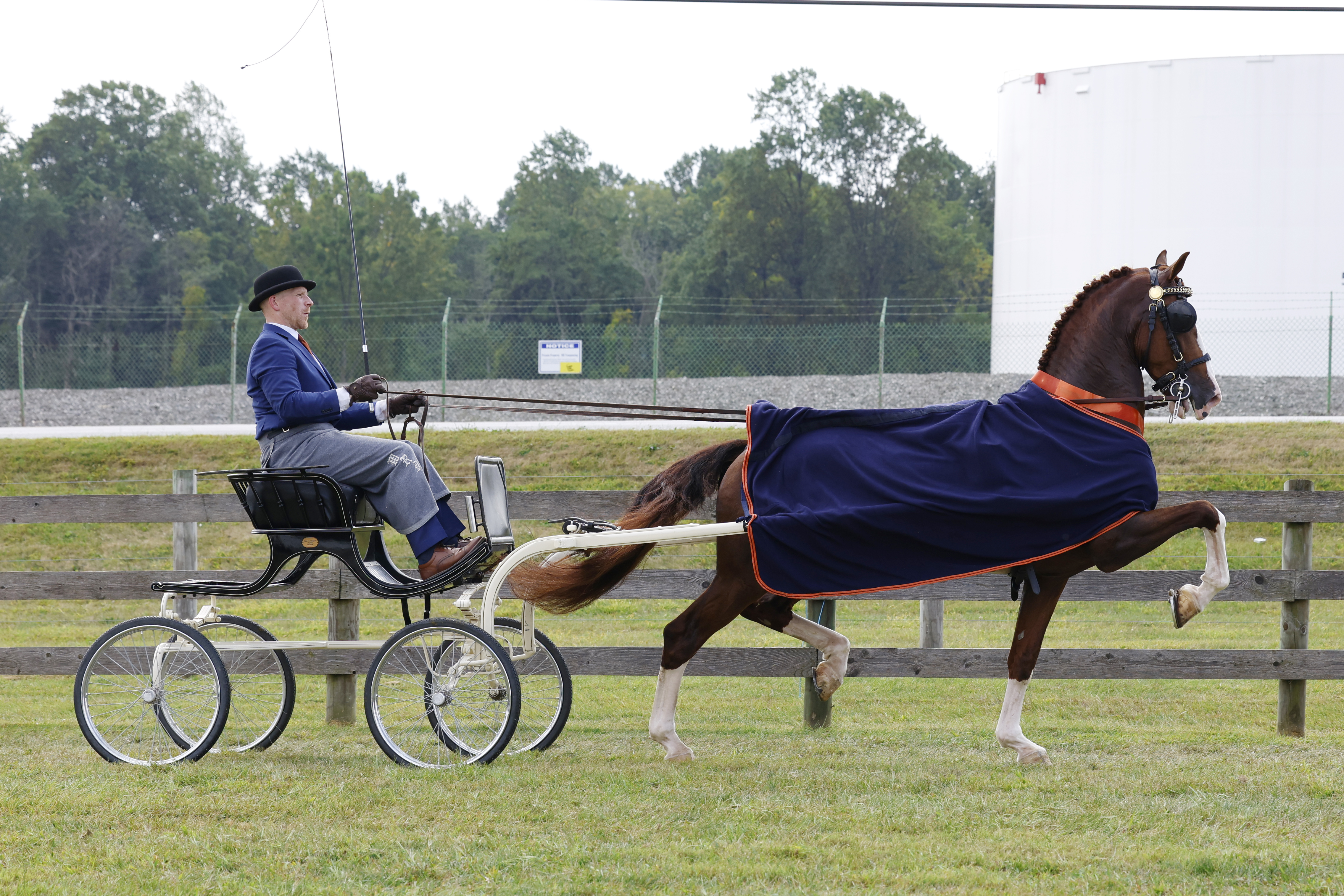 Saturday Fine Harness Cup Stallions & Geldings