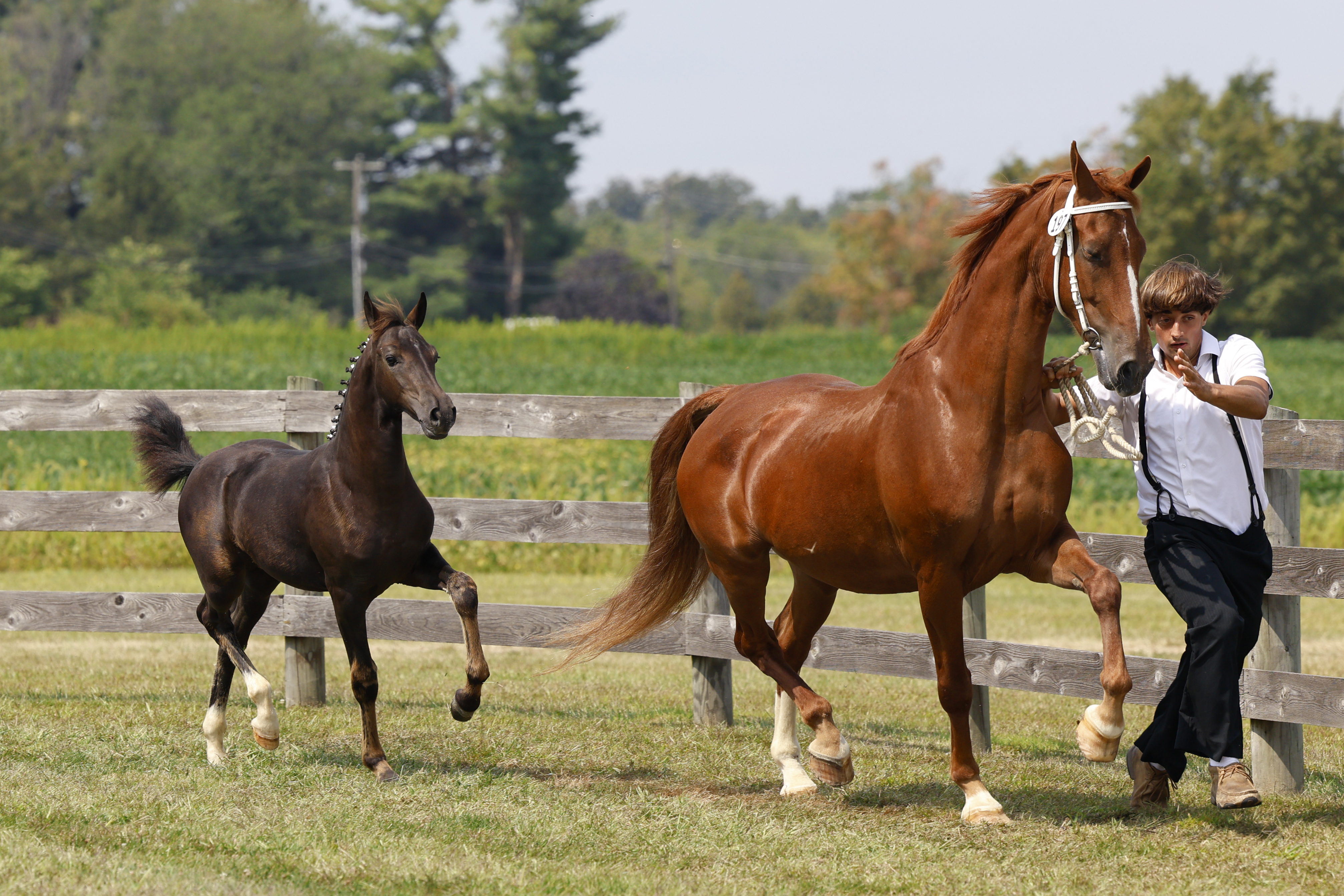 Saturday Weanling Championship