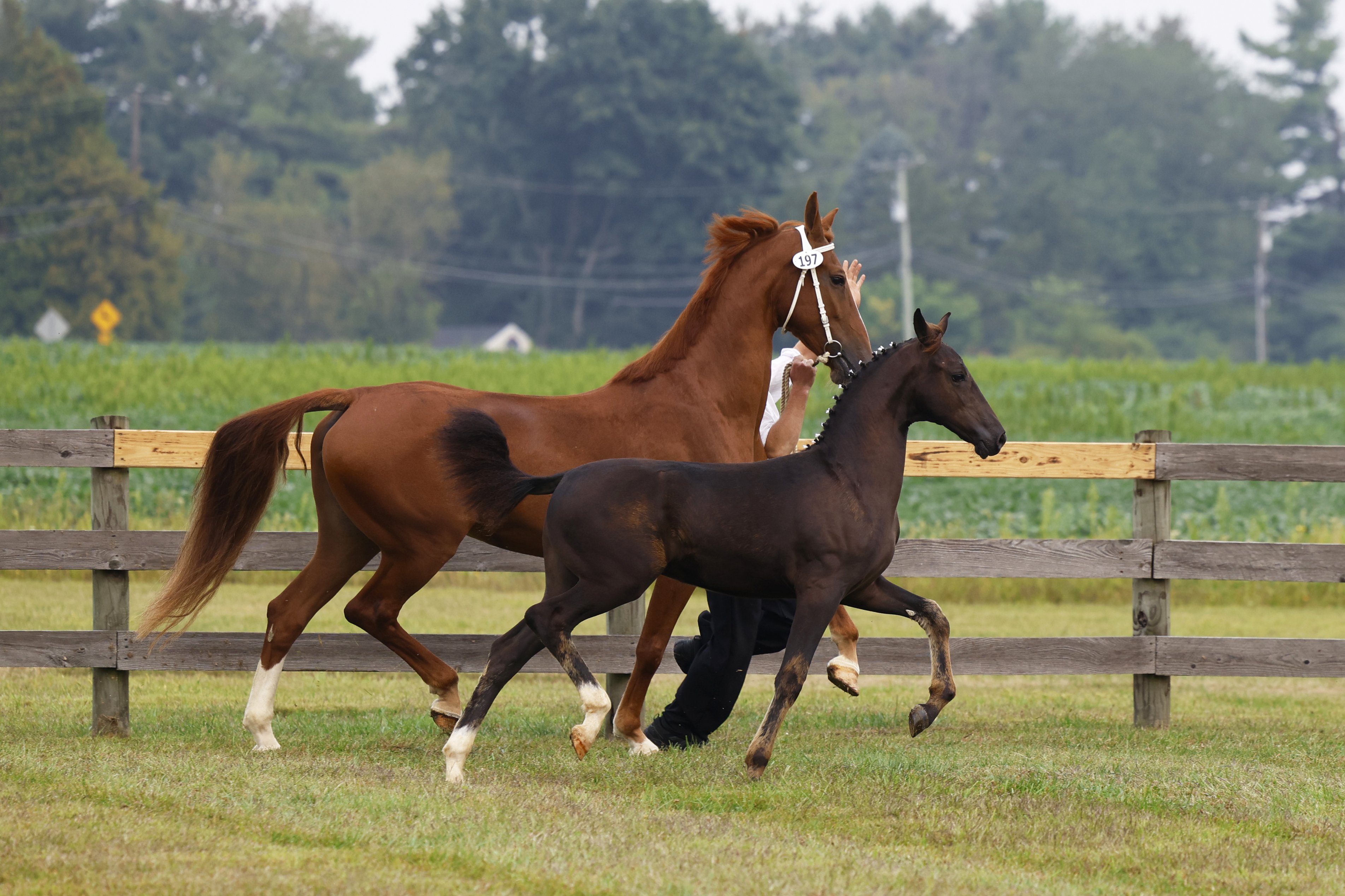 Saturday Weanling Fillies