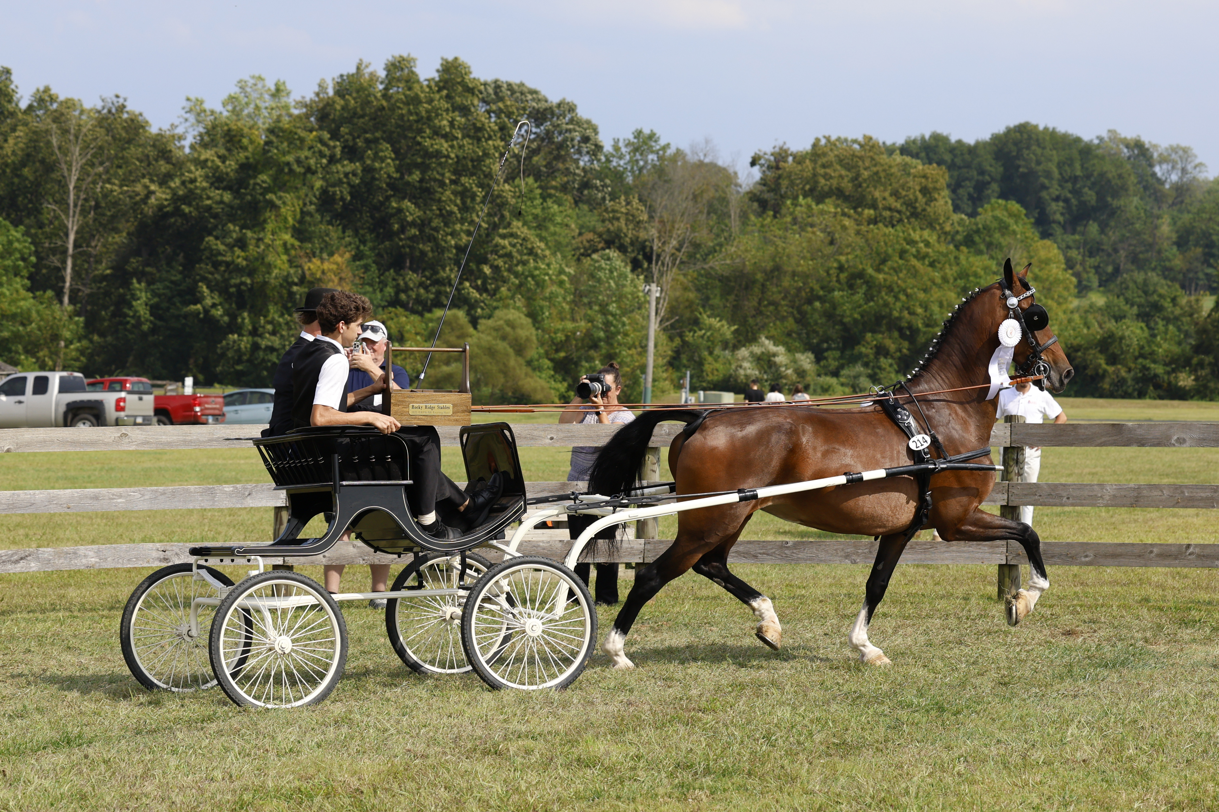 Saturday Fine Harness Cup Mares