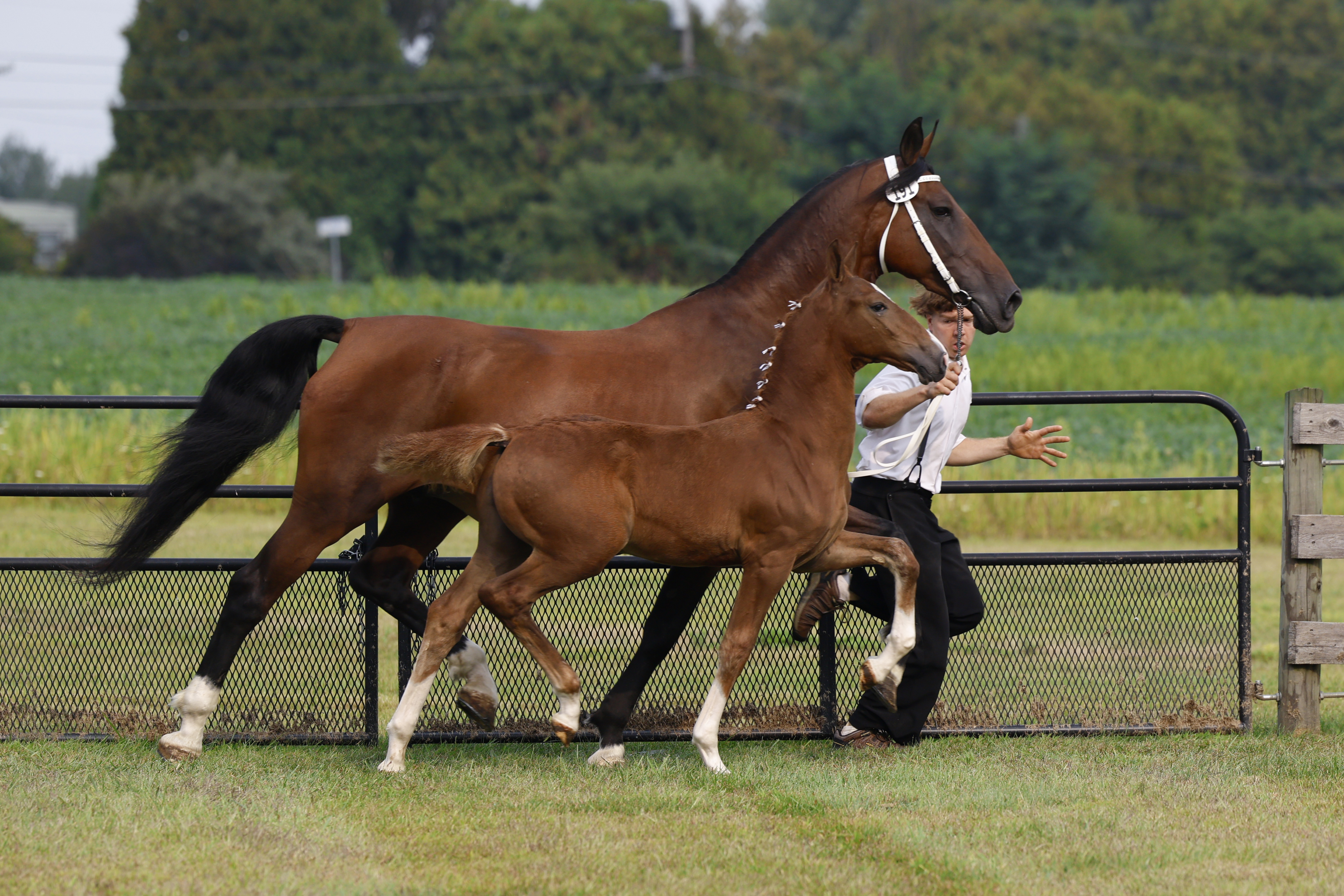 Saturday Weanling Colts