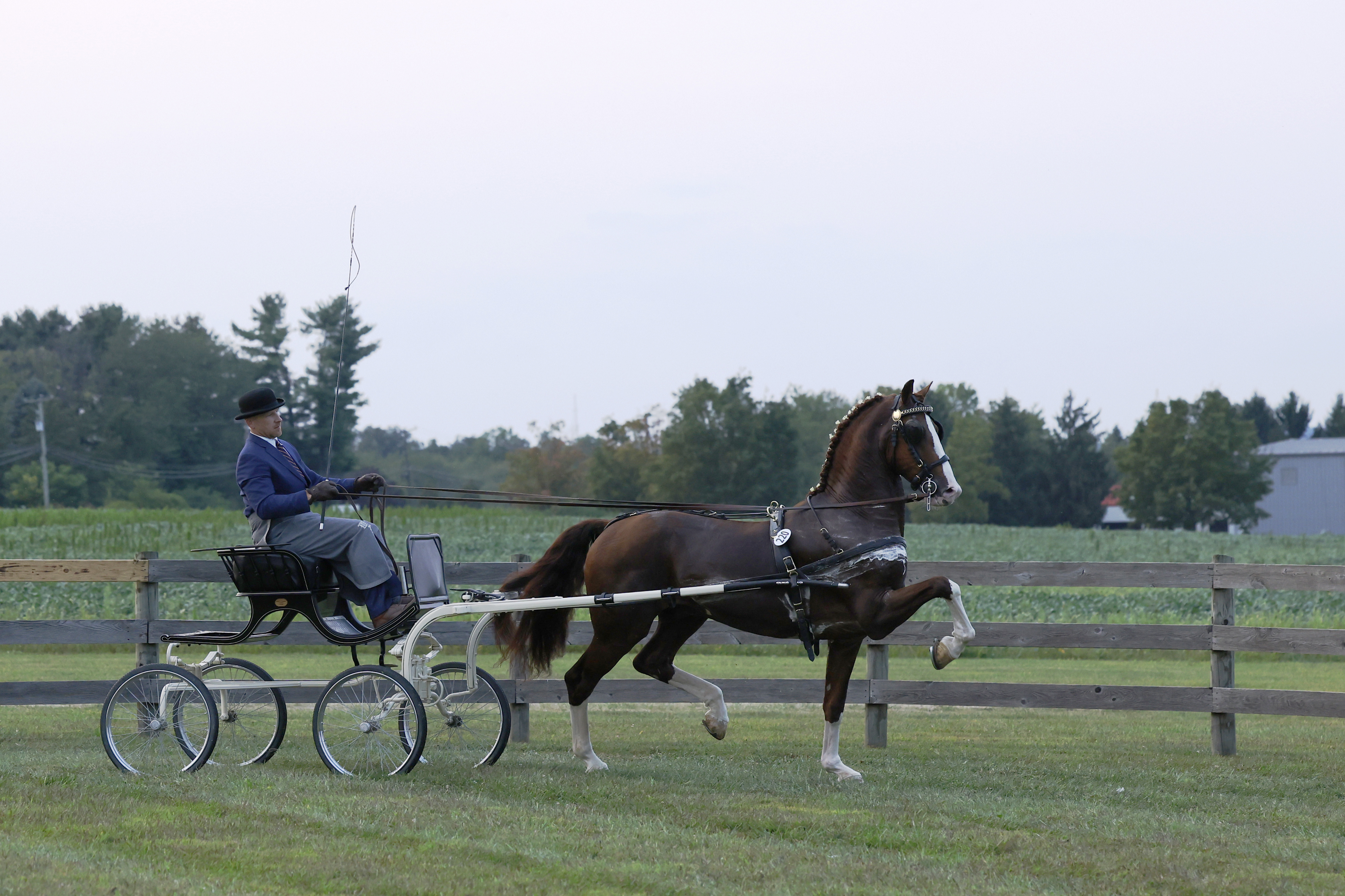 Friday Fine Harness Stallions & Geldings