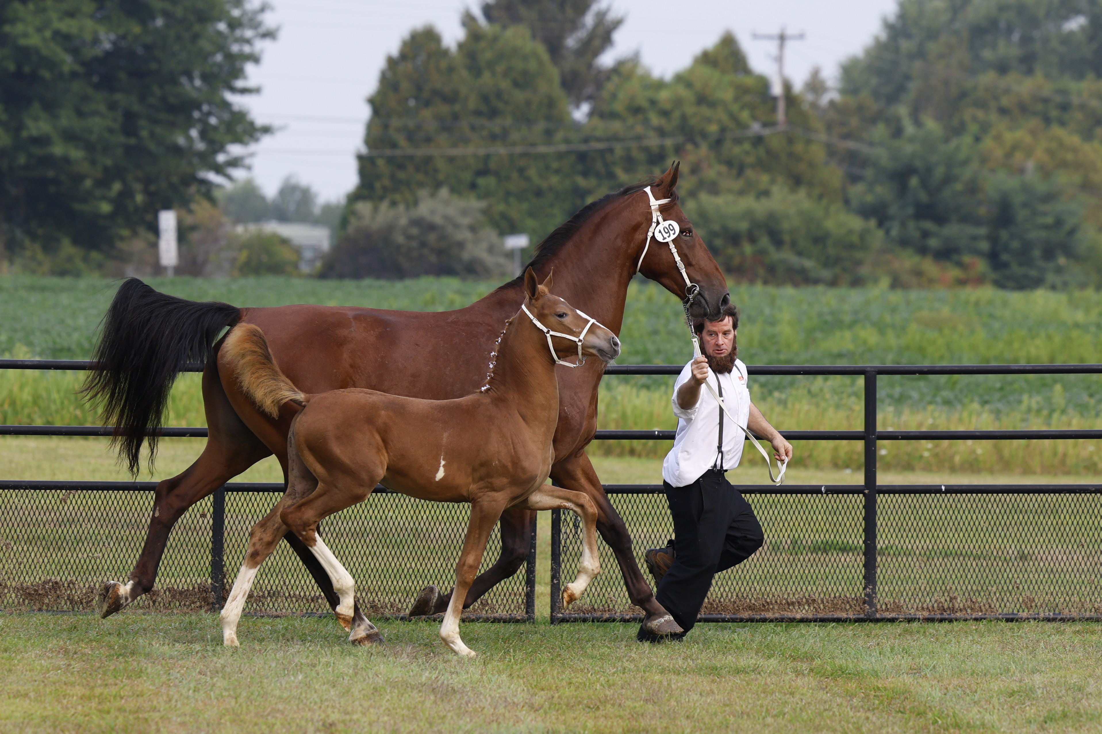 Saturday Weanling Fillies