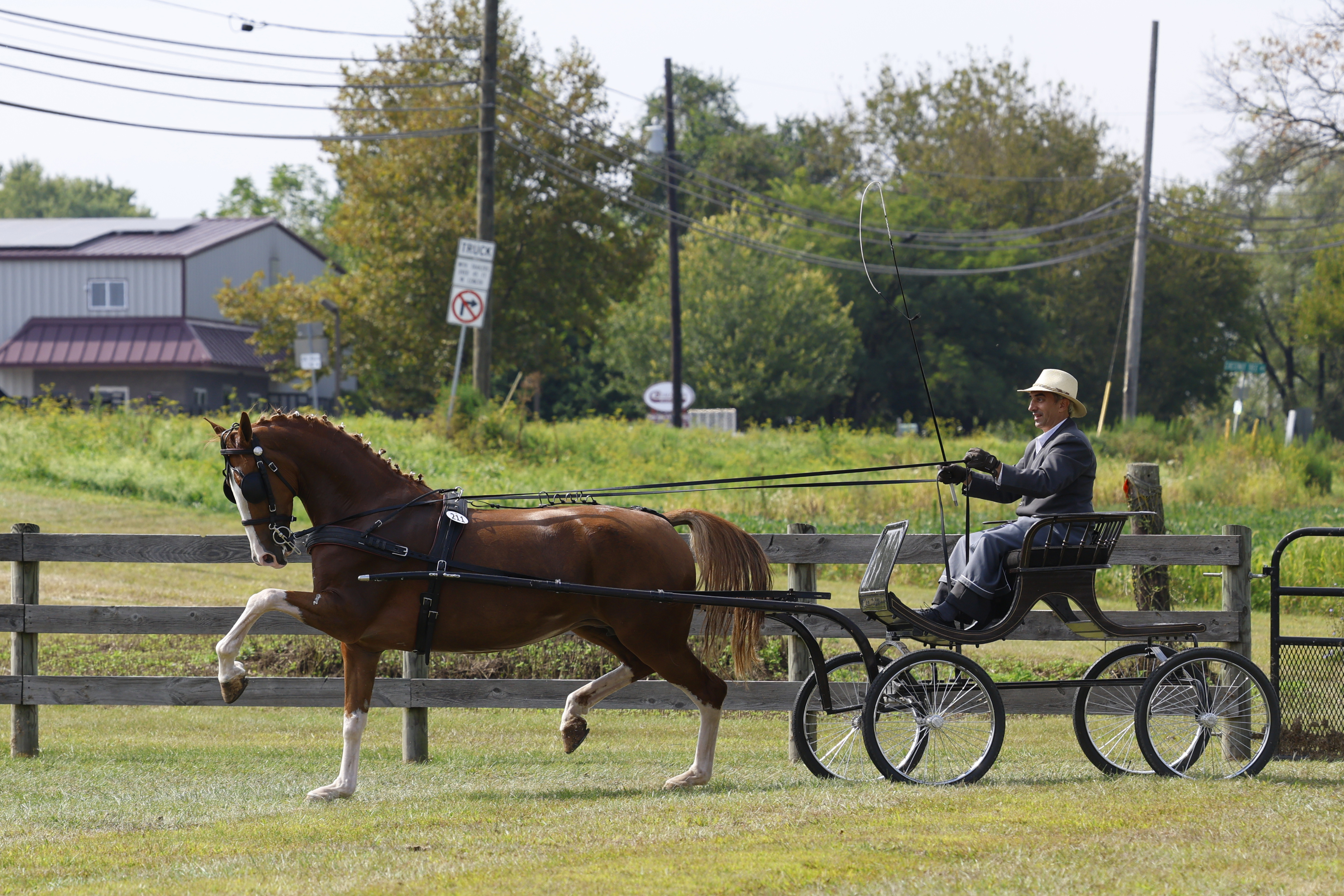 Saturday Fine Harness Cup Mares