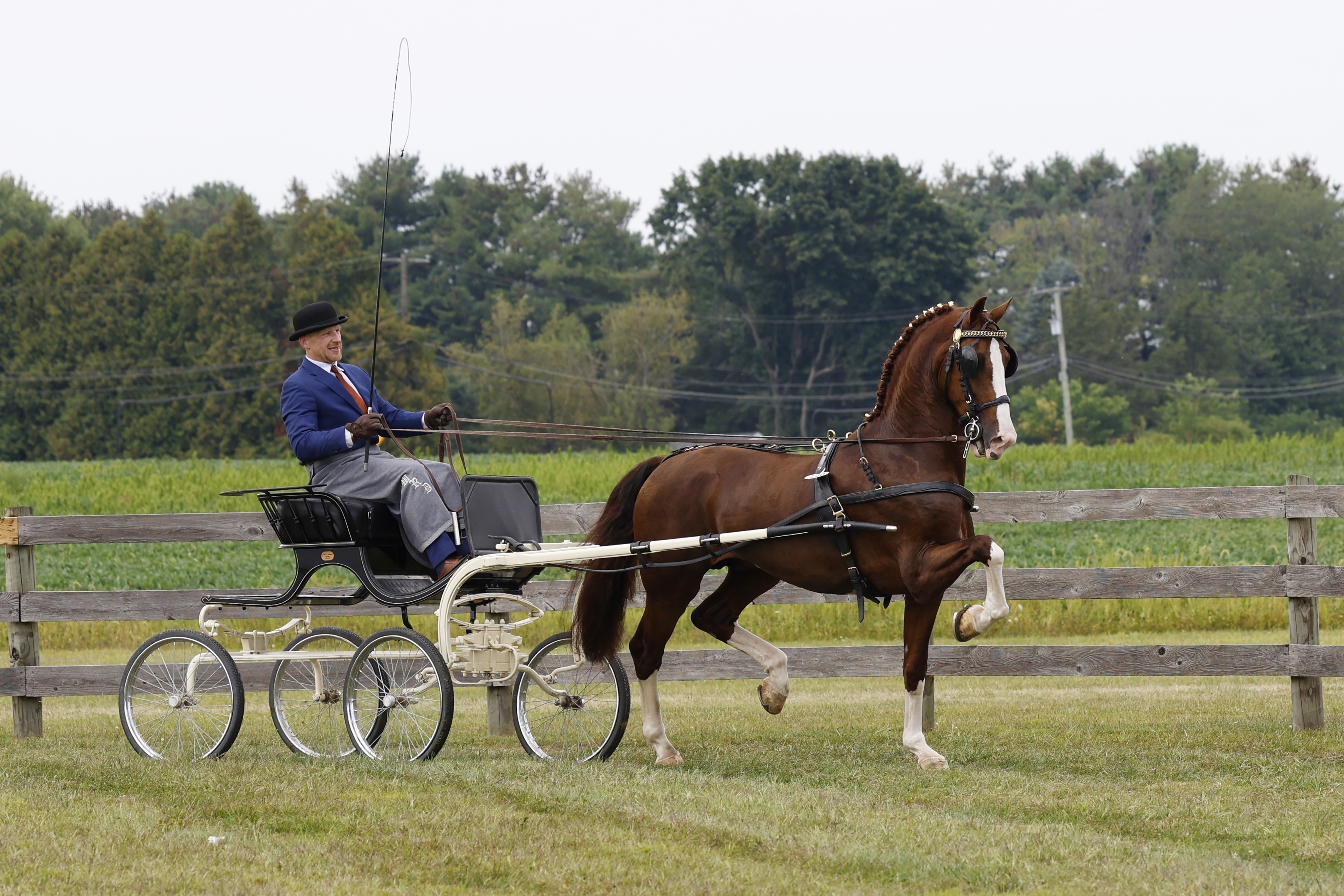Saturday Fine Harness Cup Stallions & Geldings