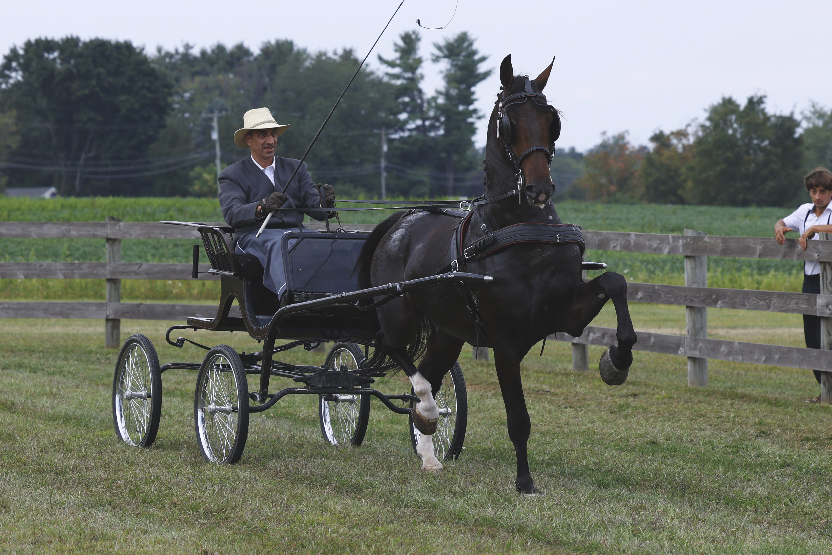 Saturday Fine Harness Cup Stallions & Geldings