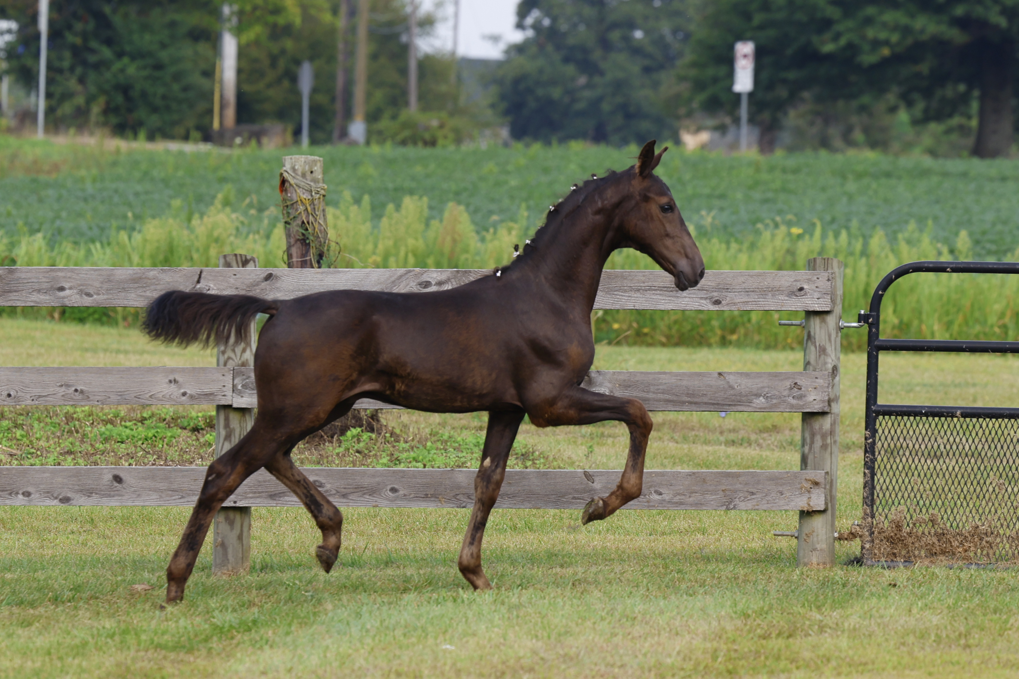 Saturday Weanling Colts