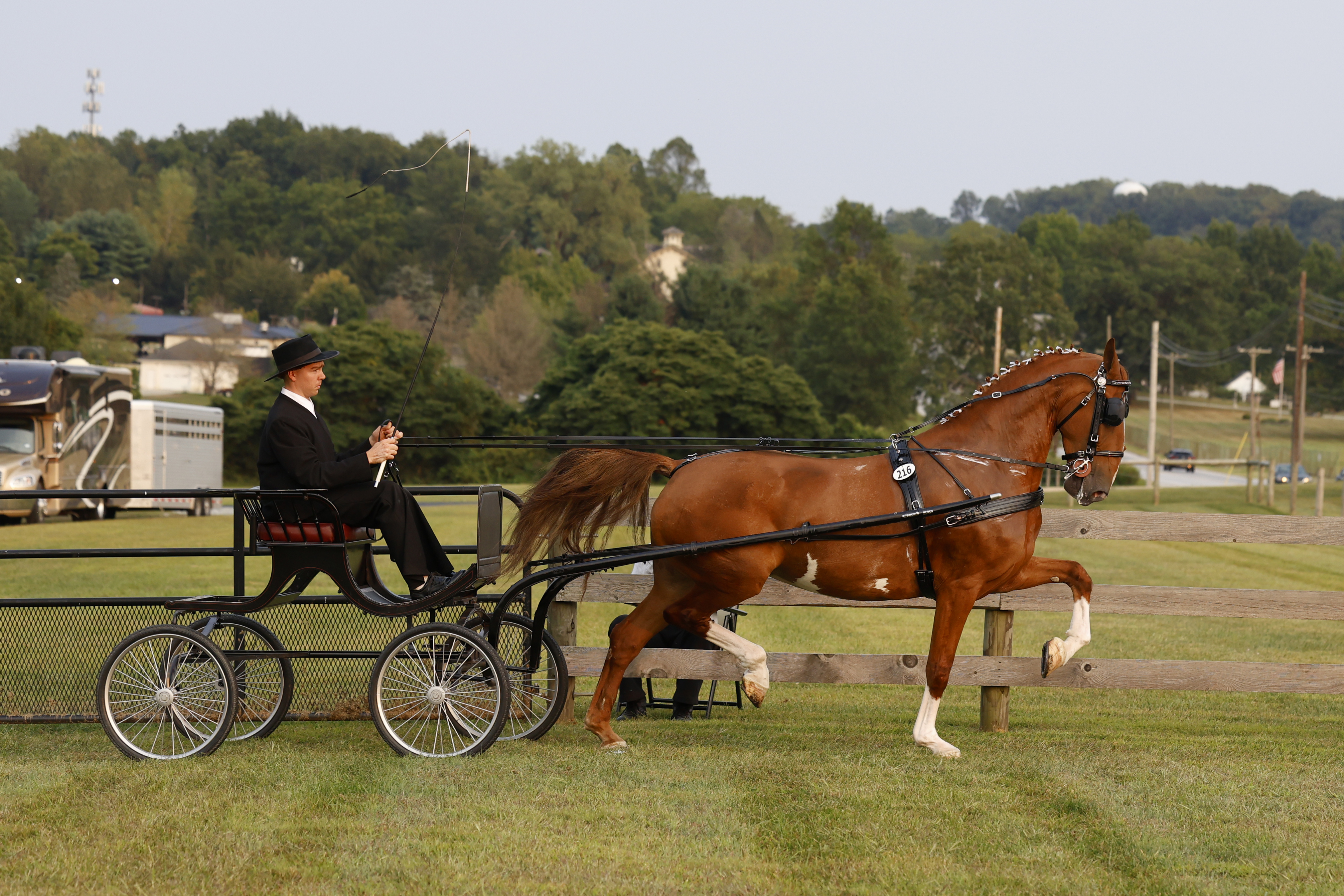 Friday Fine Harness Cup Mares