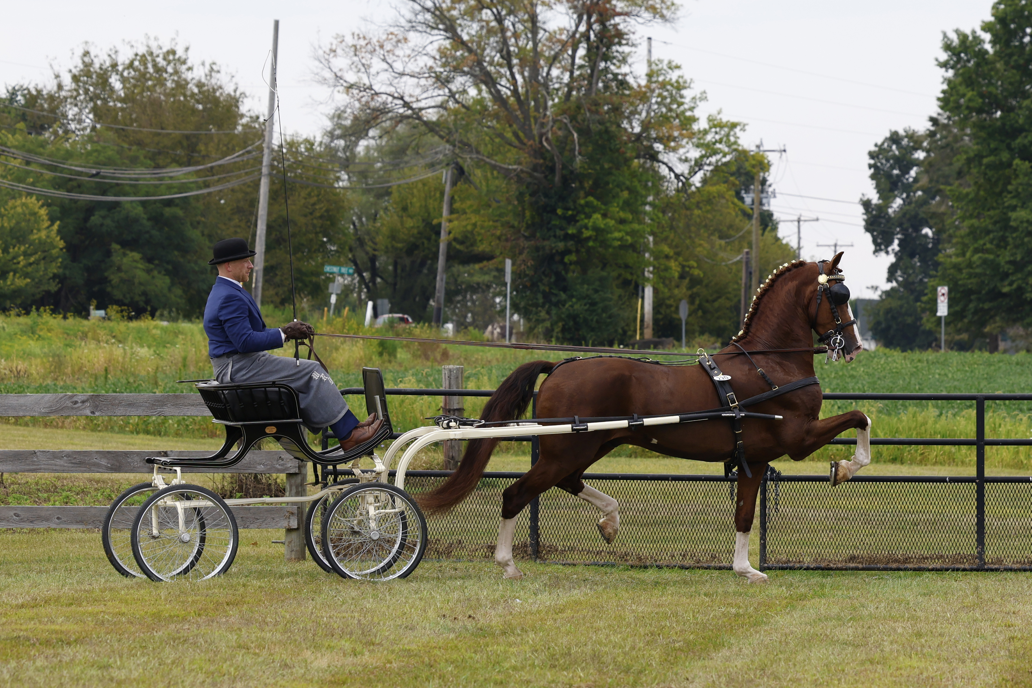 Saturday Fine Harness Cup Stallions & Geldings