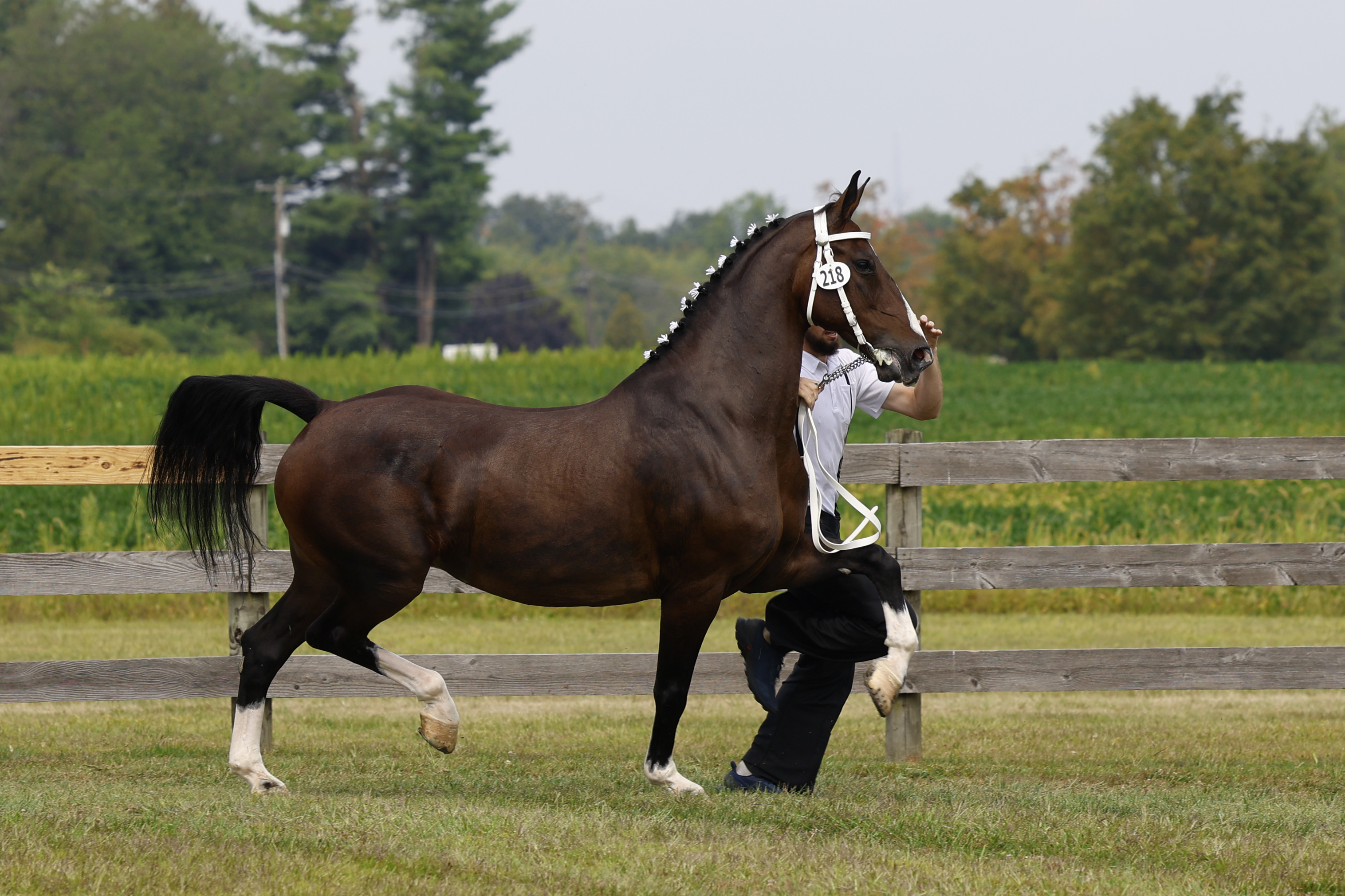 Saturday Ster/Keur Mares in Hand