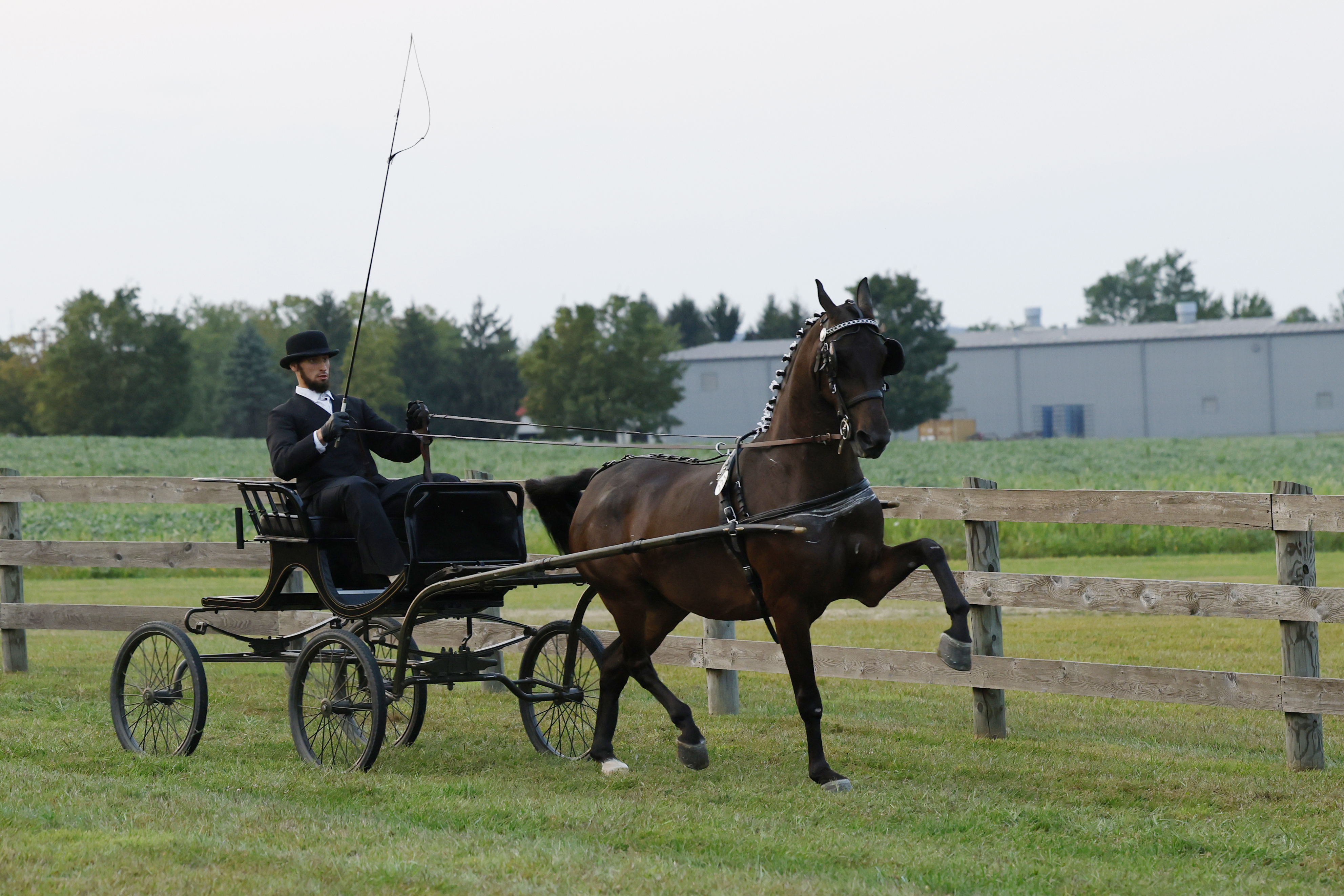 Friday Fine Harness Stallions & Geldings