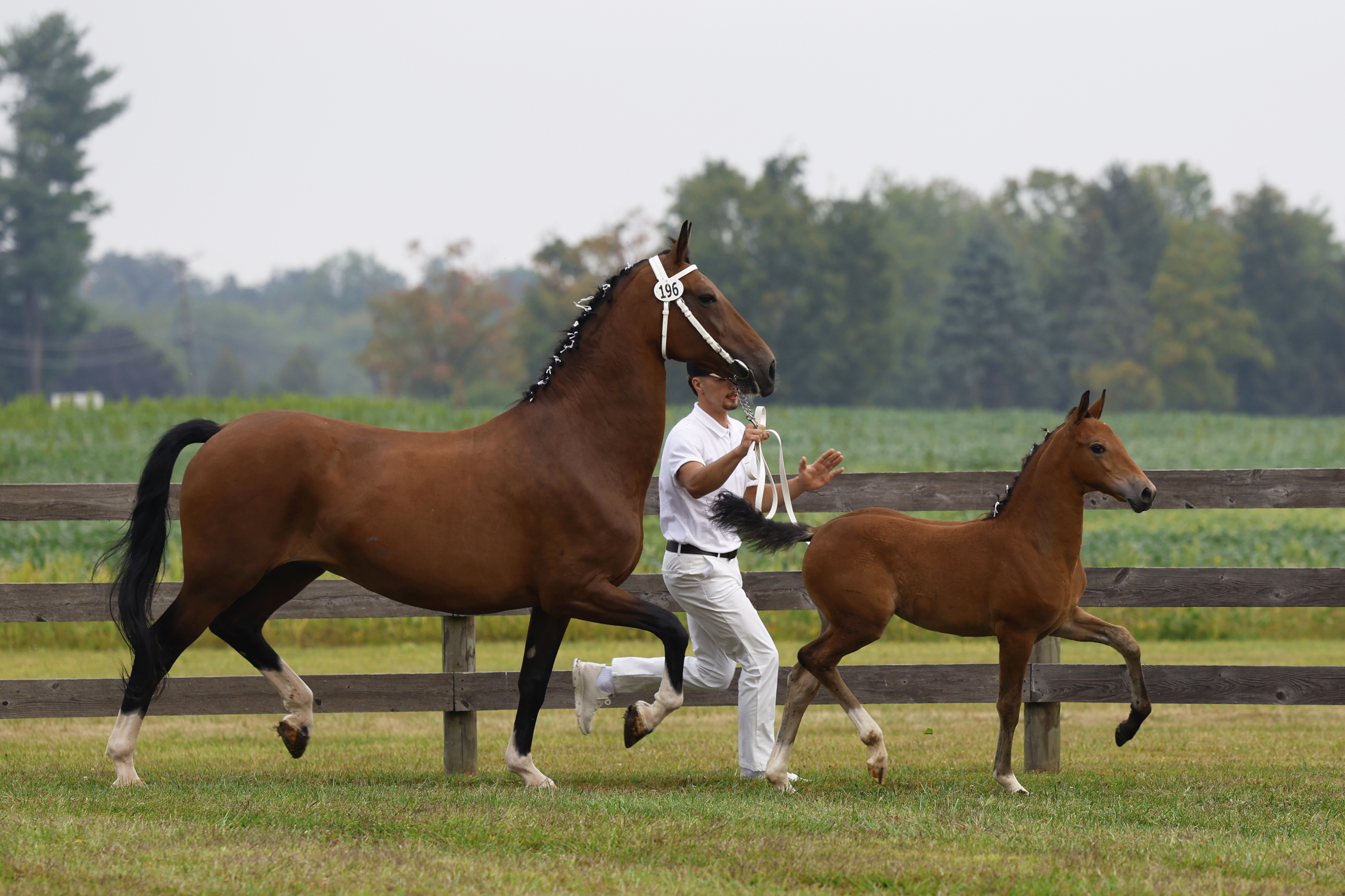 Saturday Weanling Fillies
