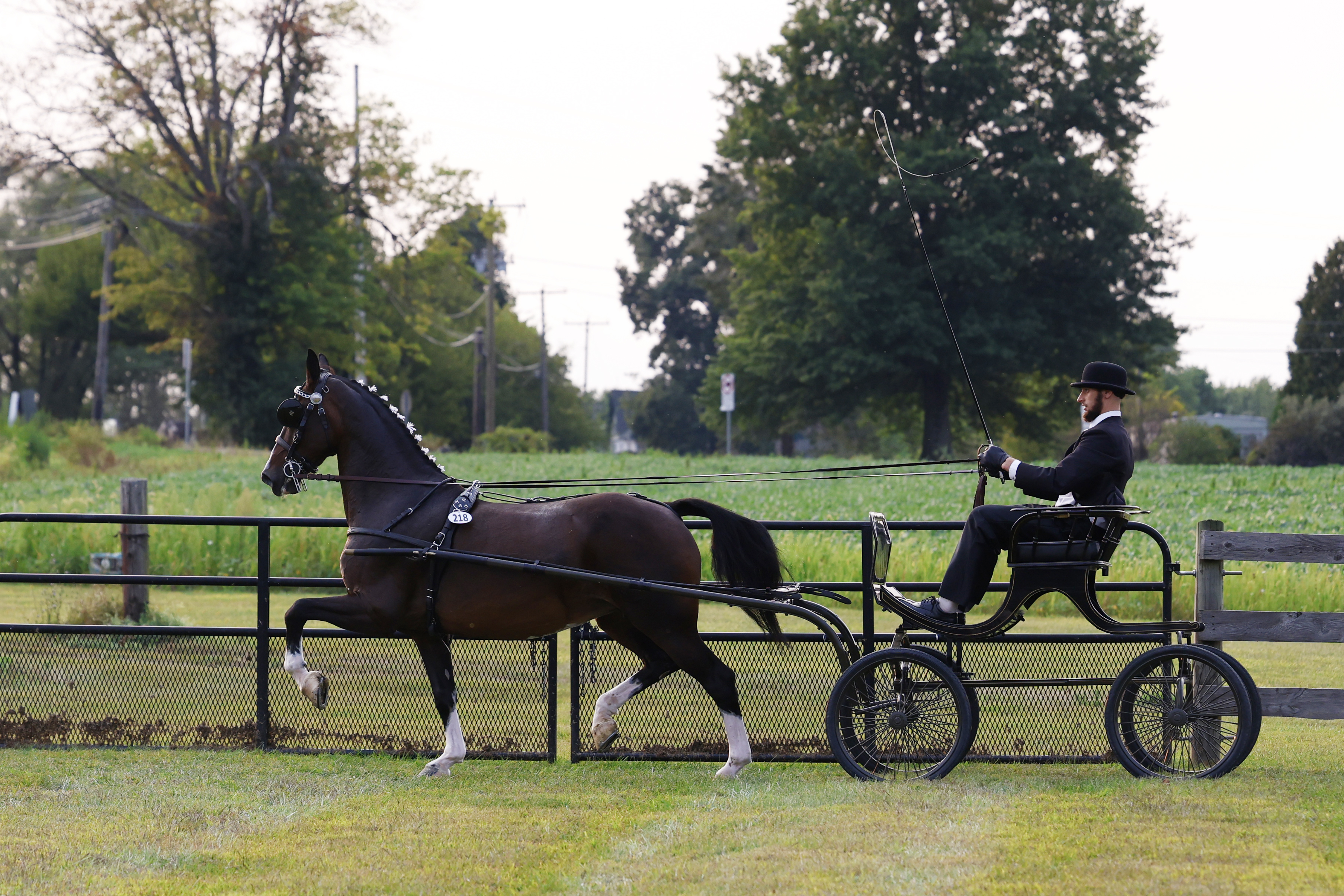 Friday Fine Harness Cup Mares