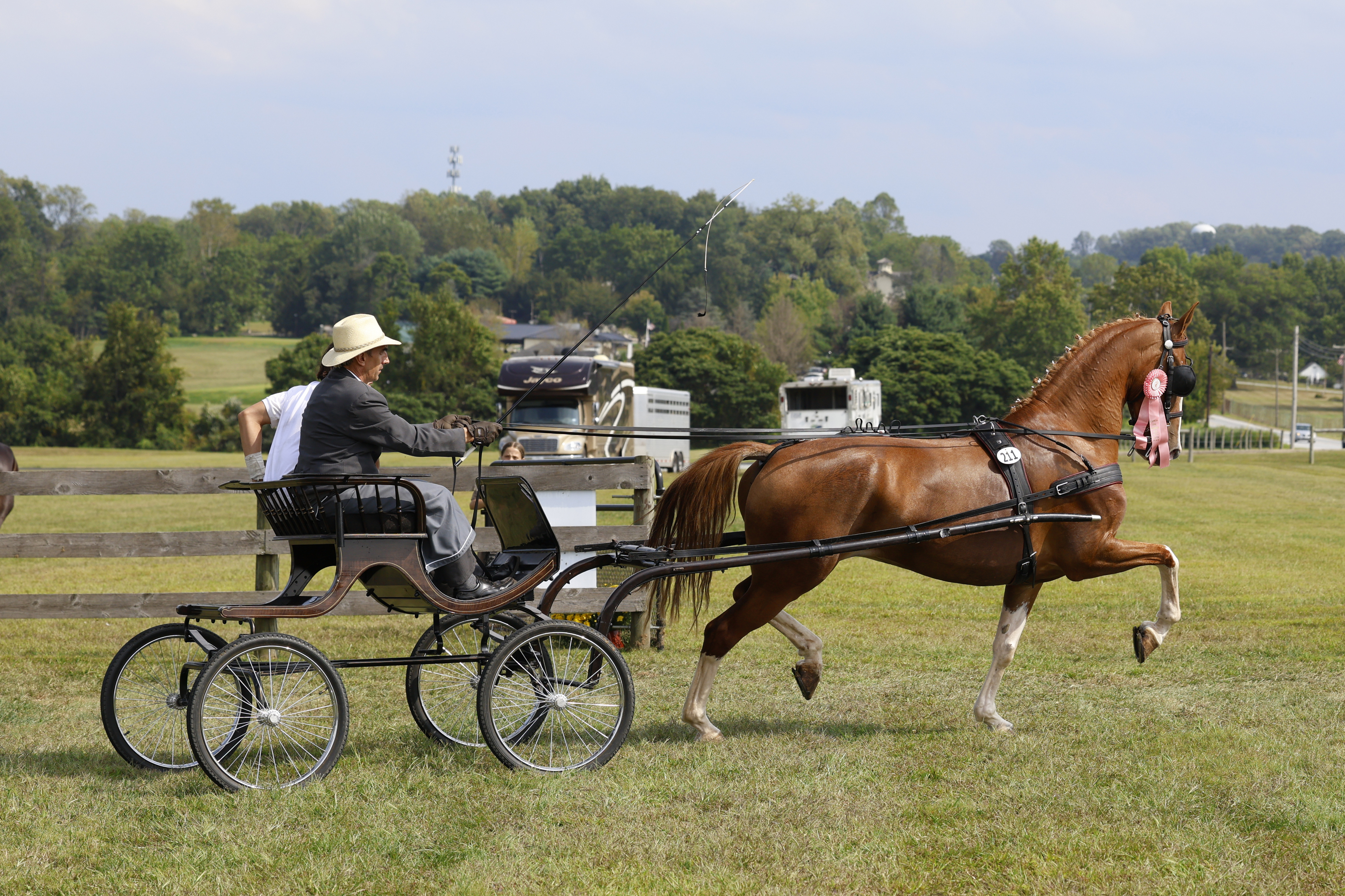 Saturday Fine Harness Cup Mares