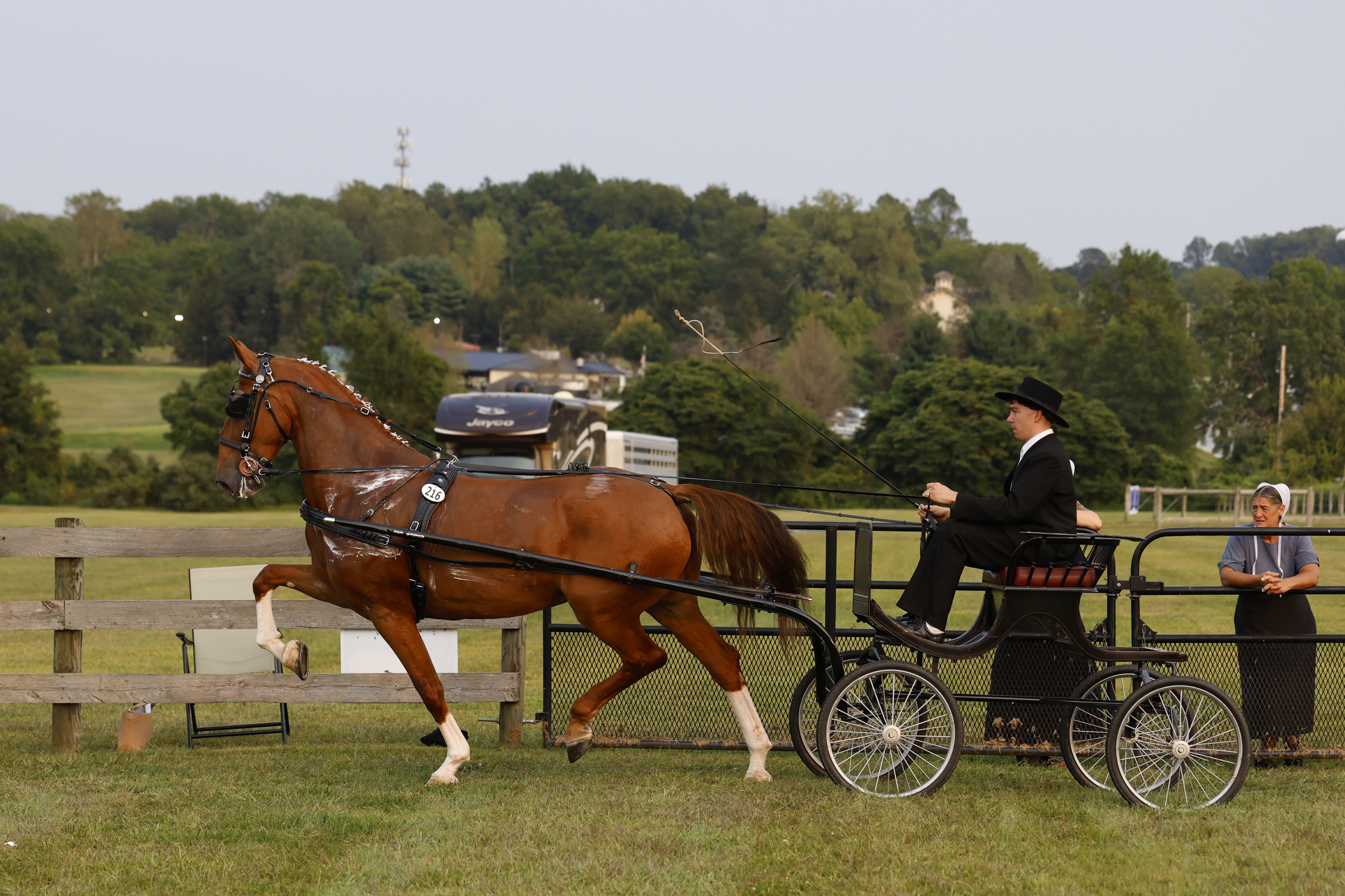 Friday Fine Harness Cup Mares