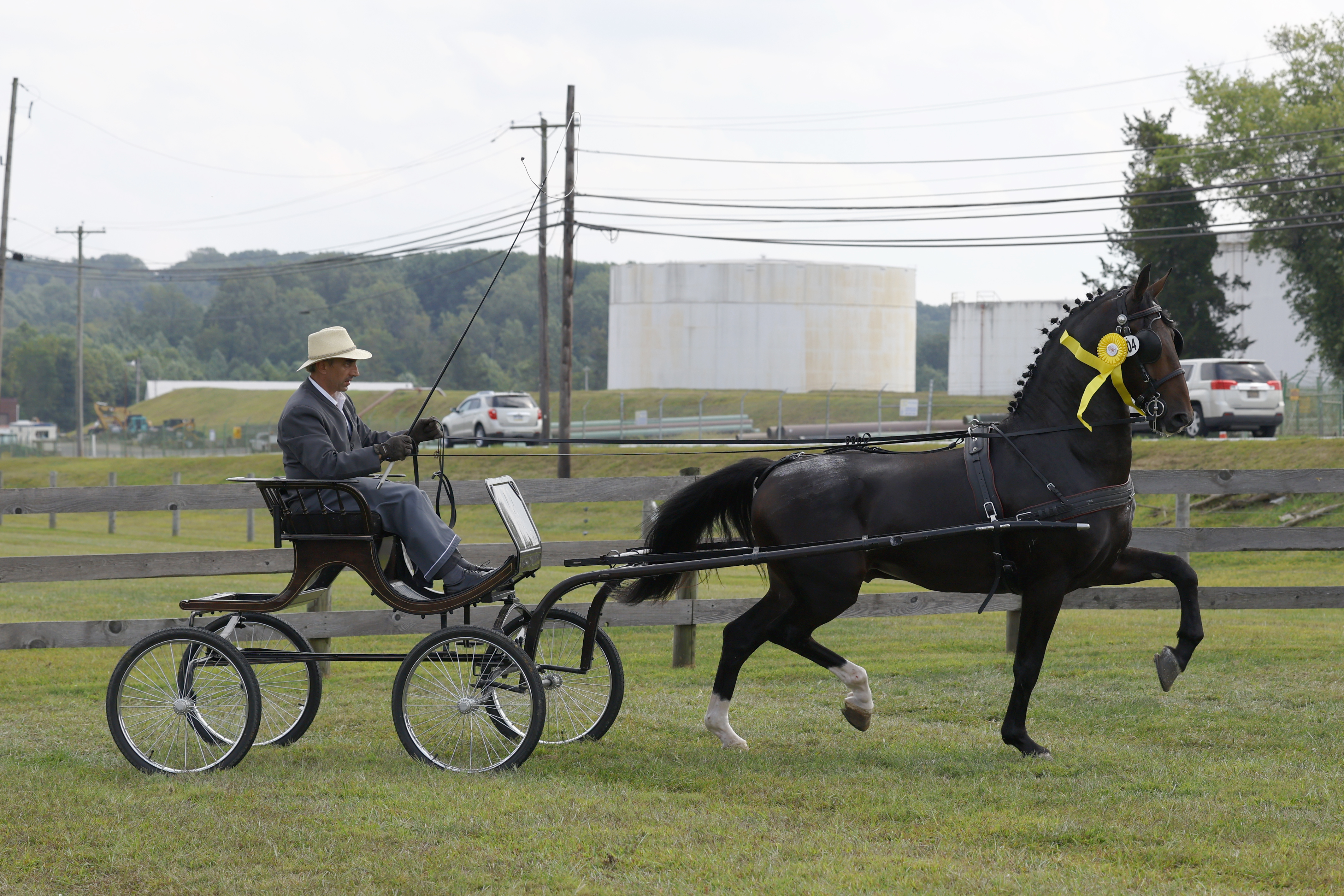 Saturday Fine Harness Cup Stallions & Geldings