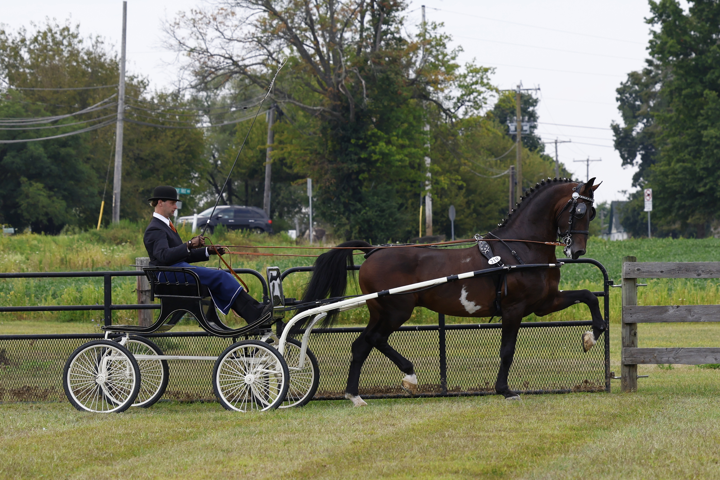 Saturday Fine Harness Cup Stallions & Geldings 