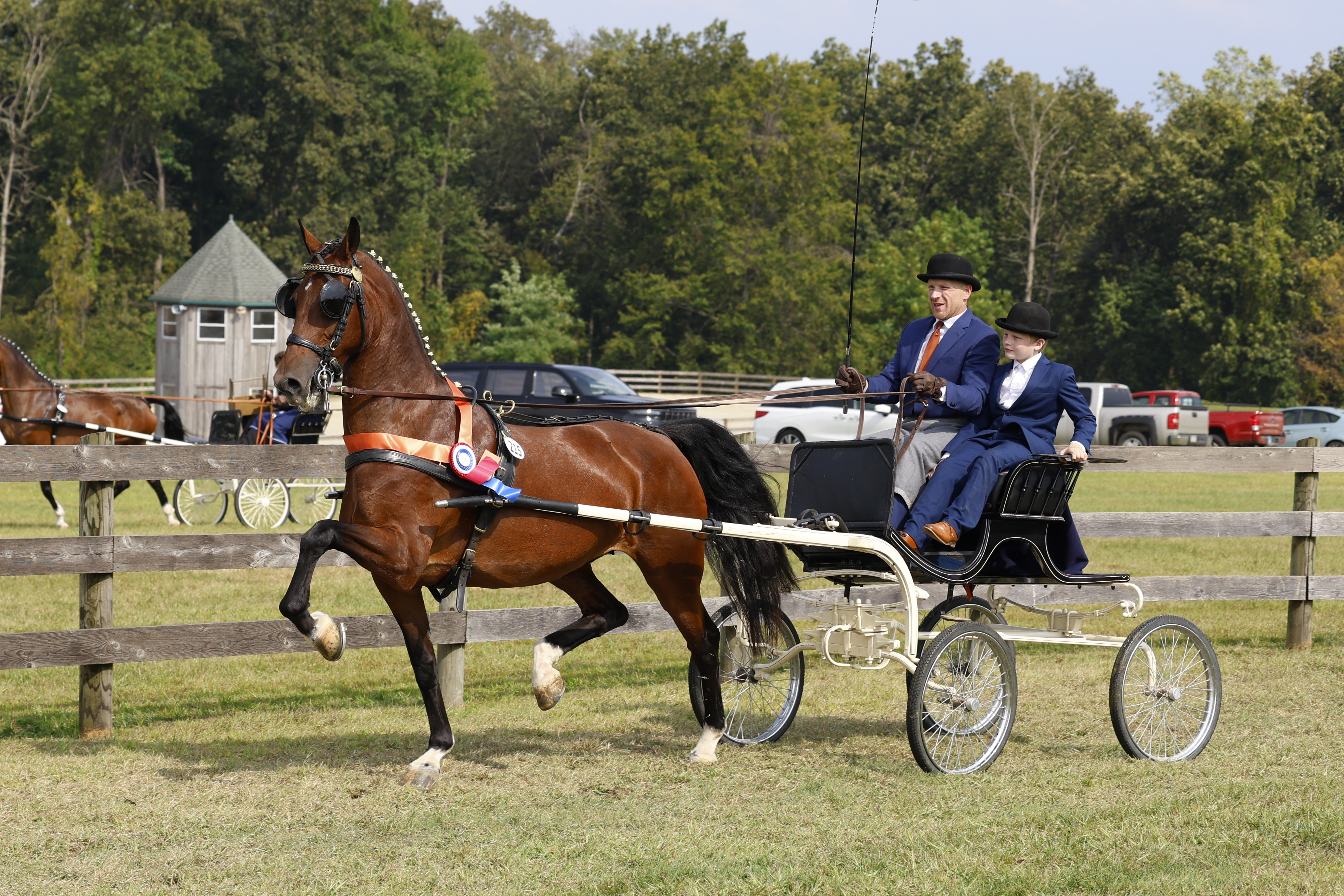 Saturday Fine Harness Cup Mares