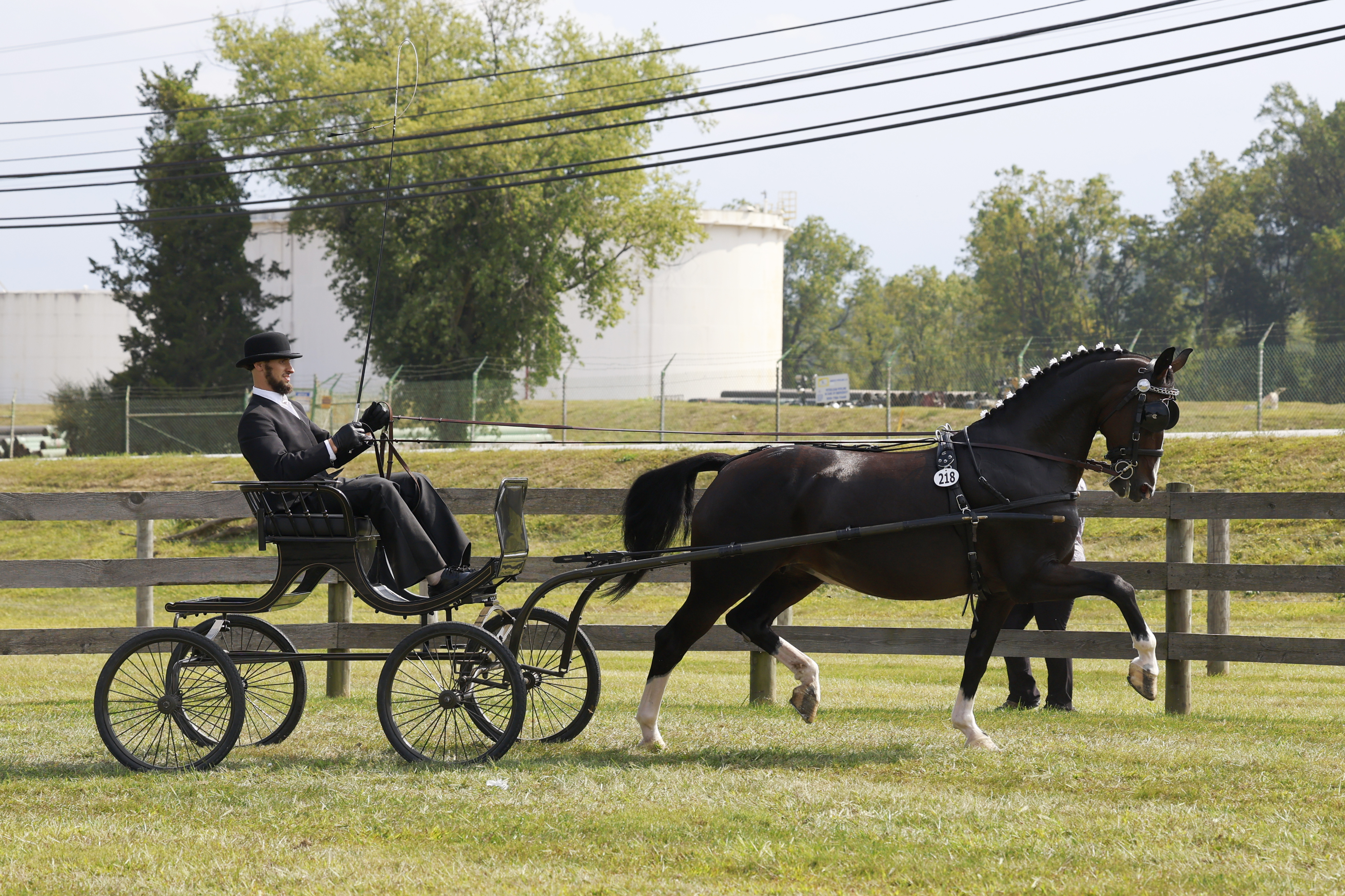 Saturday Fine Harness Cup Mares