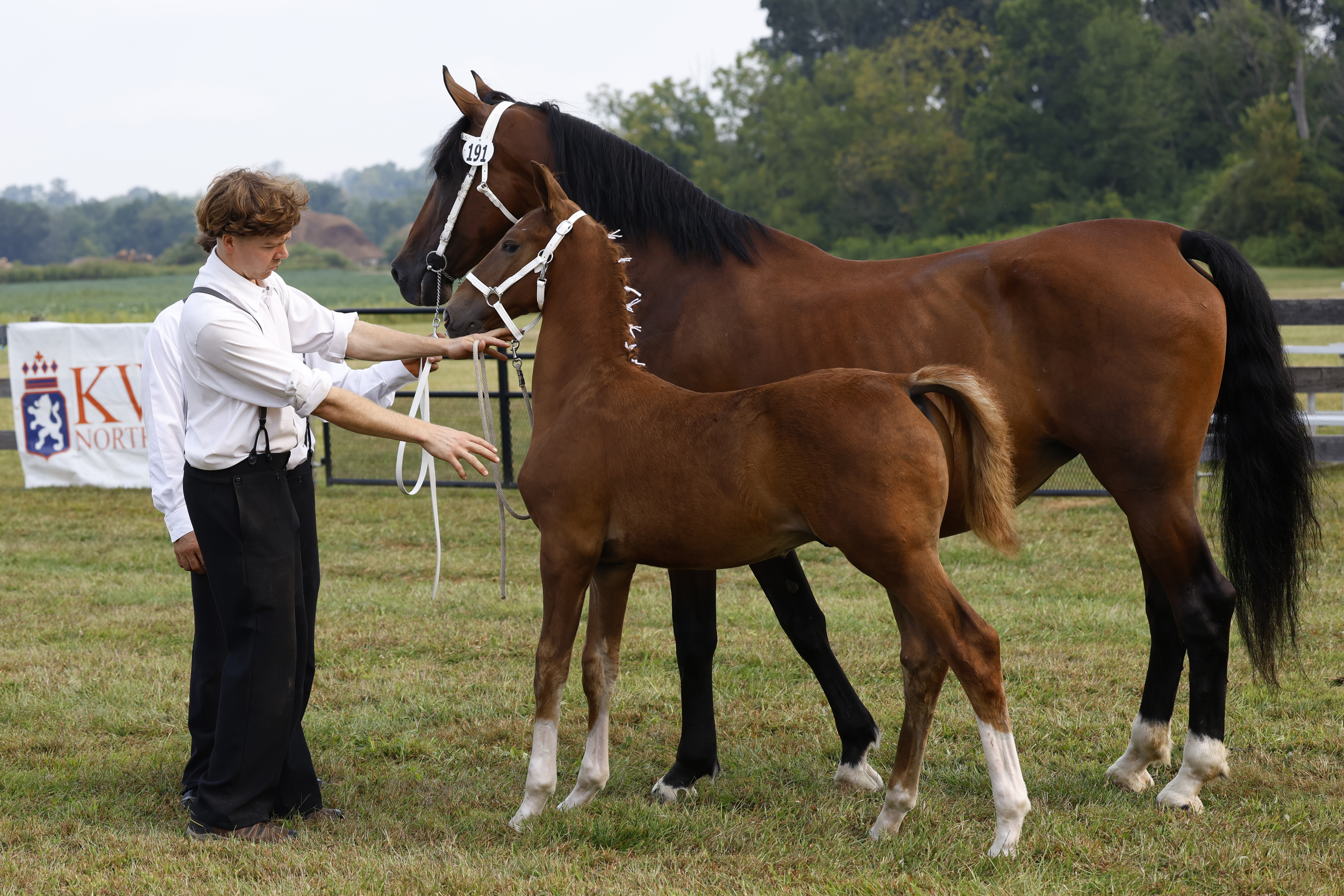 Saturday Weanling Colts