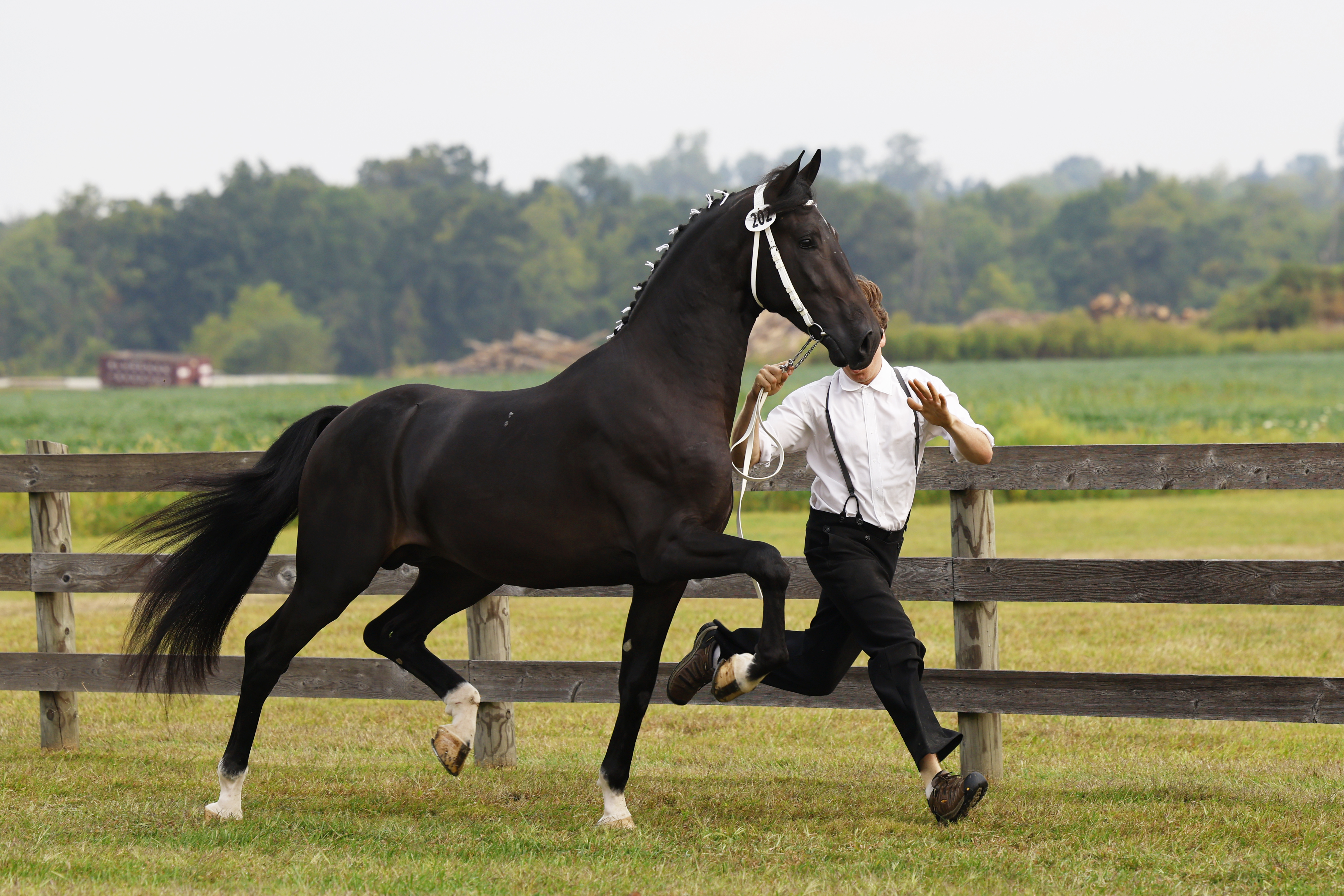 Saturday Stallion Advice Keuring