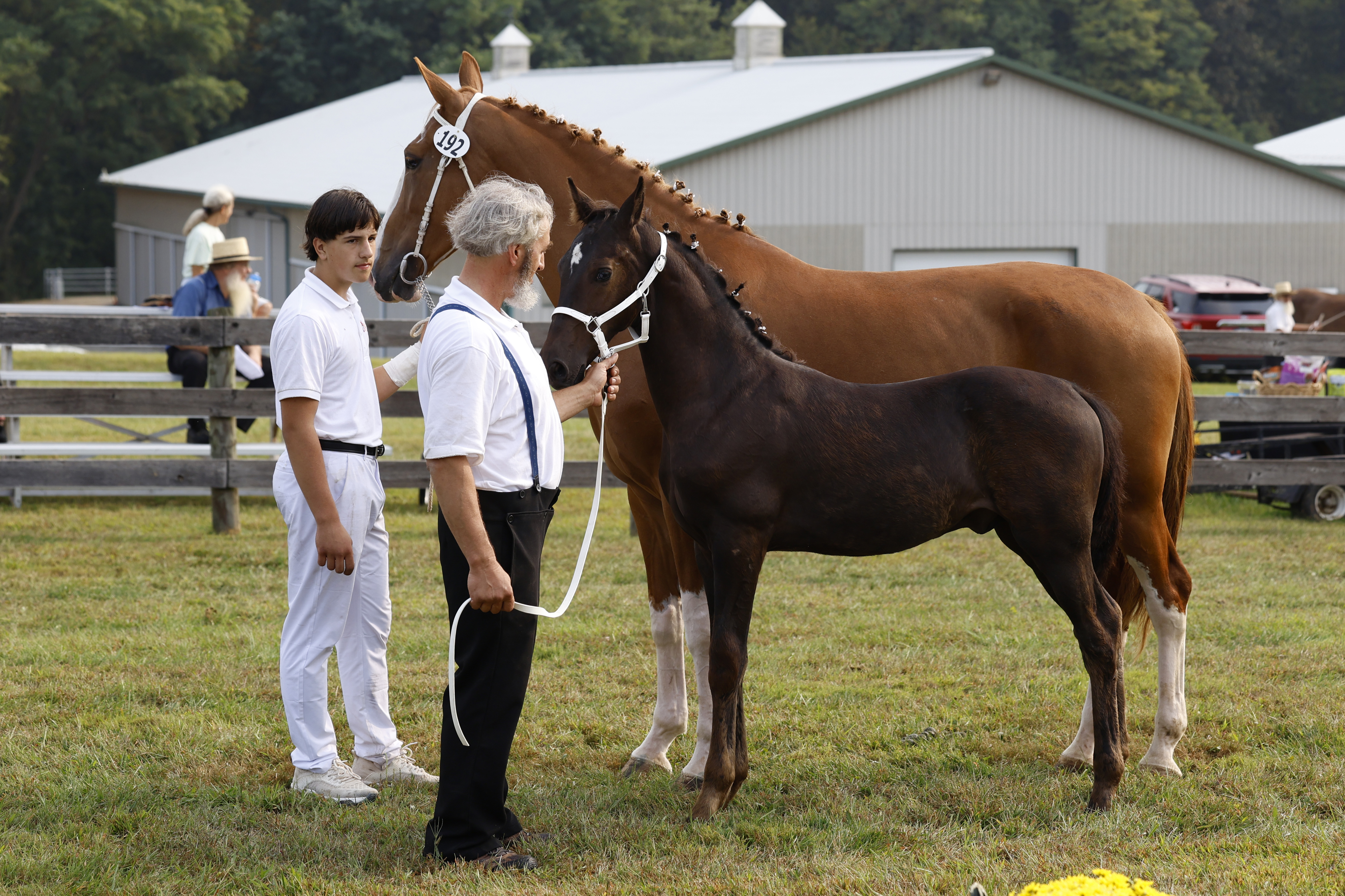 Saturday Weanling Colts