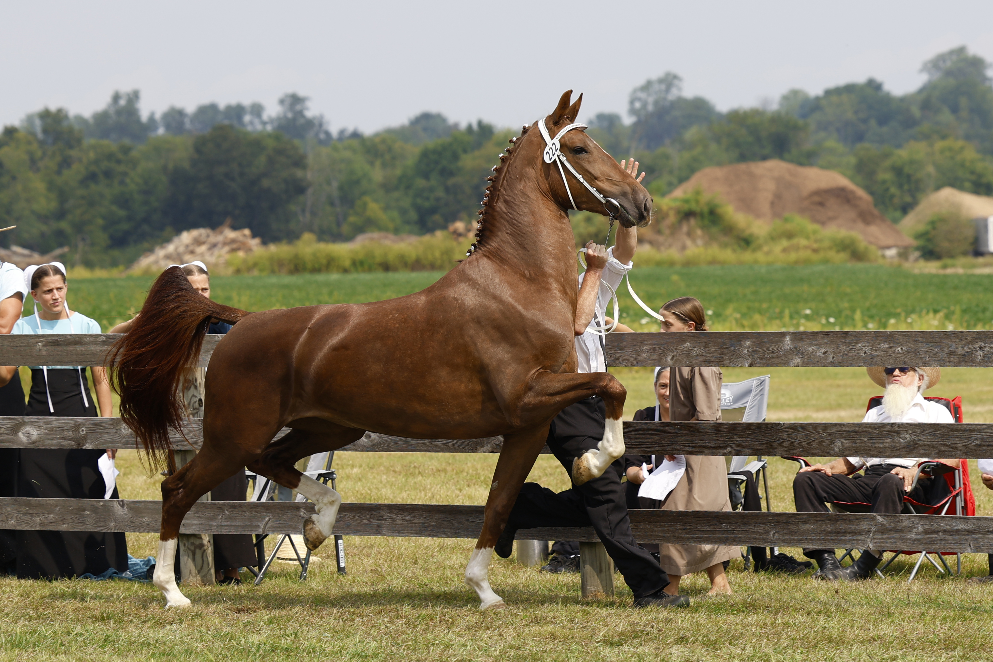 Saturday Ster/Keur Mares in Hand