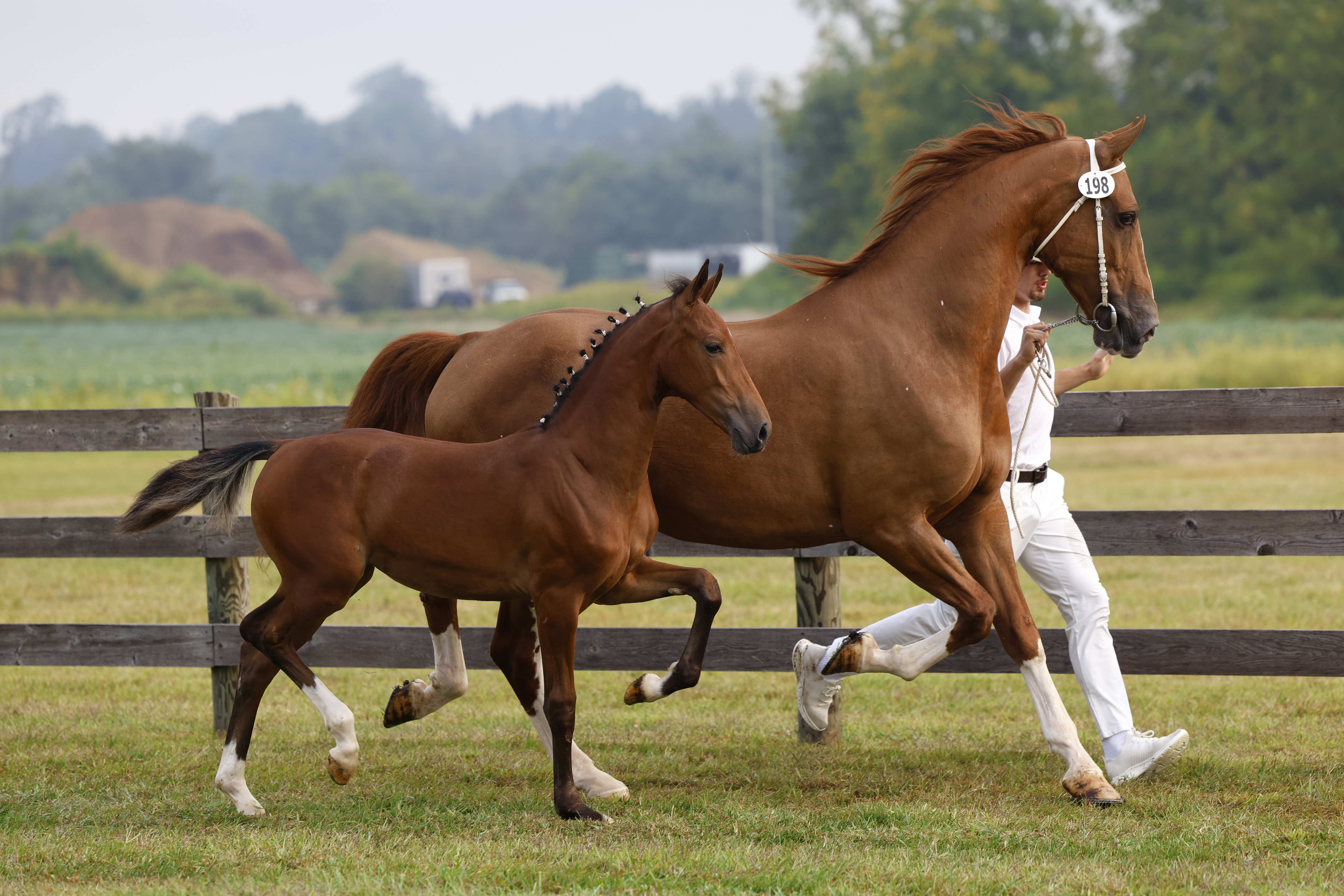 Saturday Weanling Fillies
