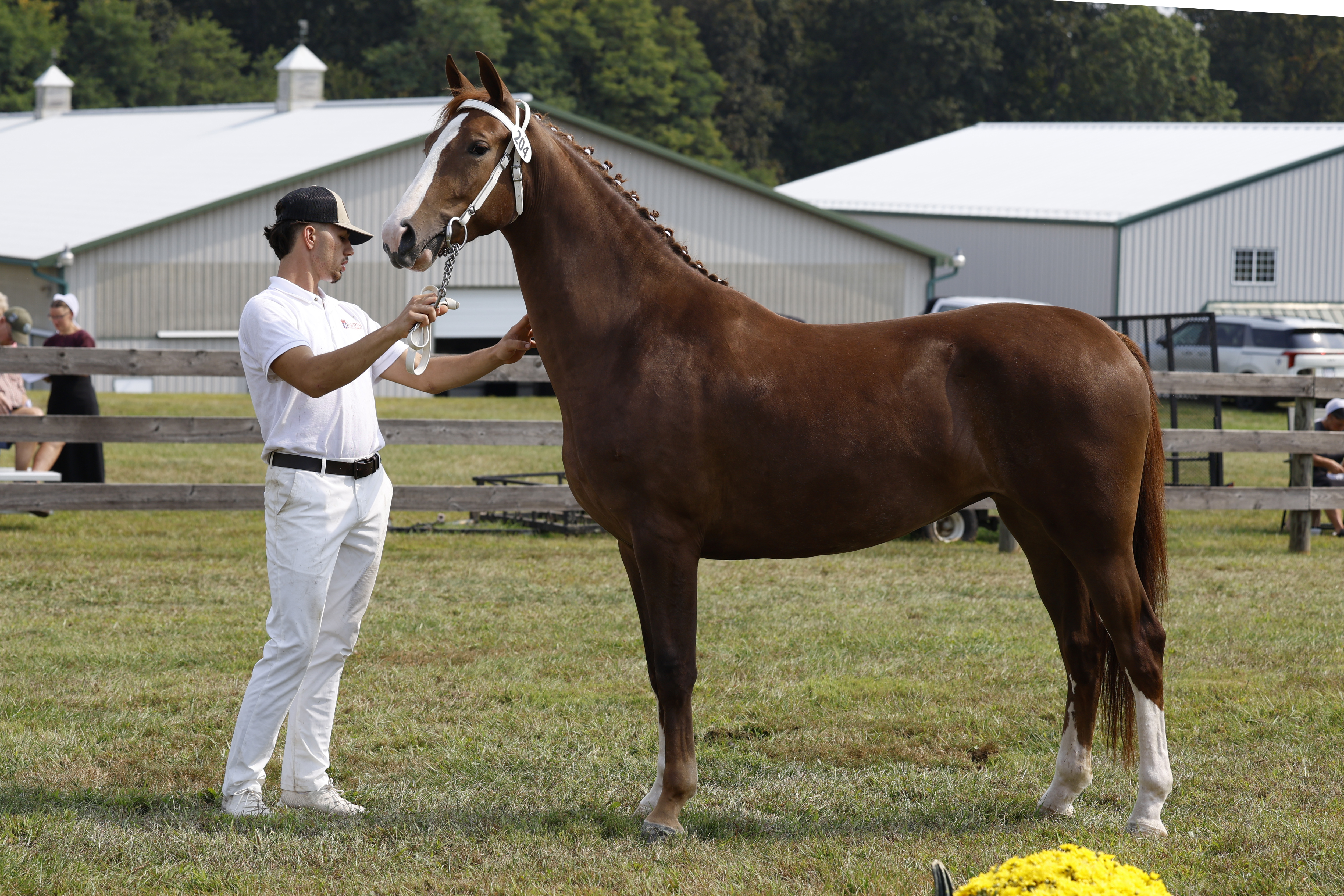 Saturday Ster/Keur Mares in Hand