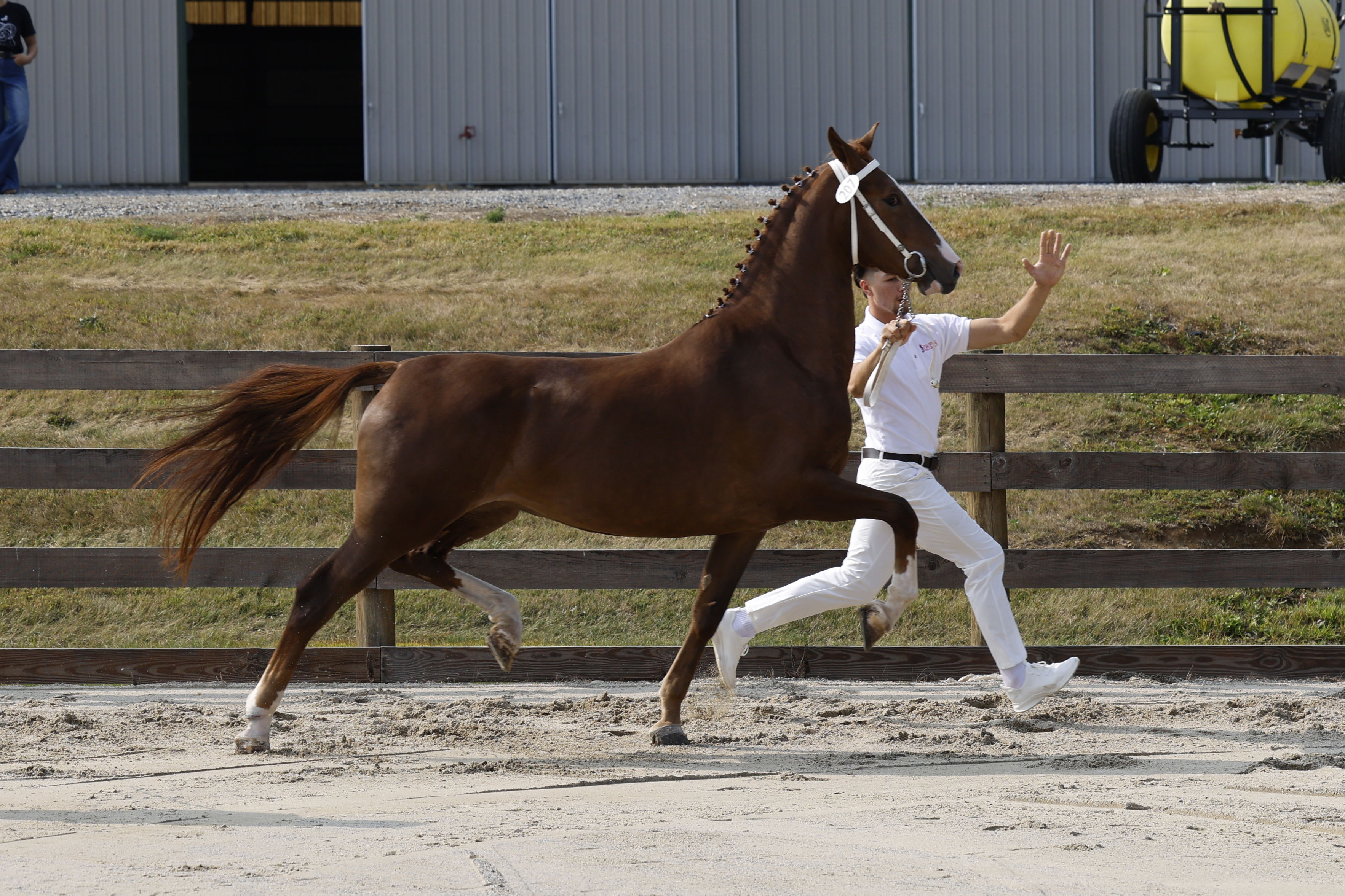 3 Year Old and Older Mares in Hand