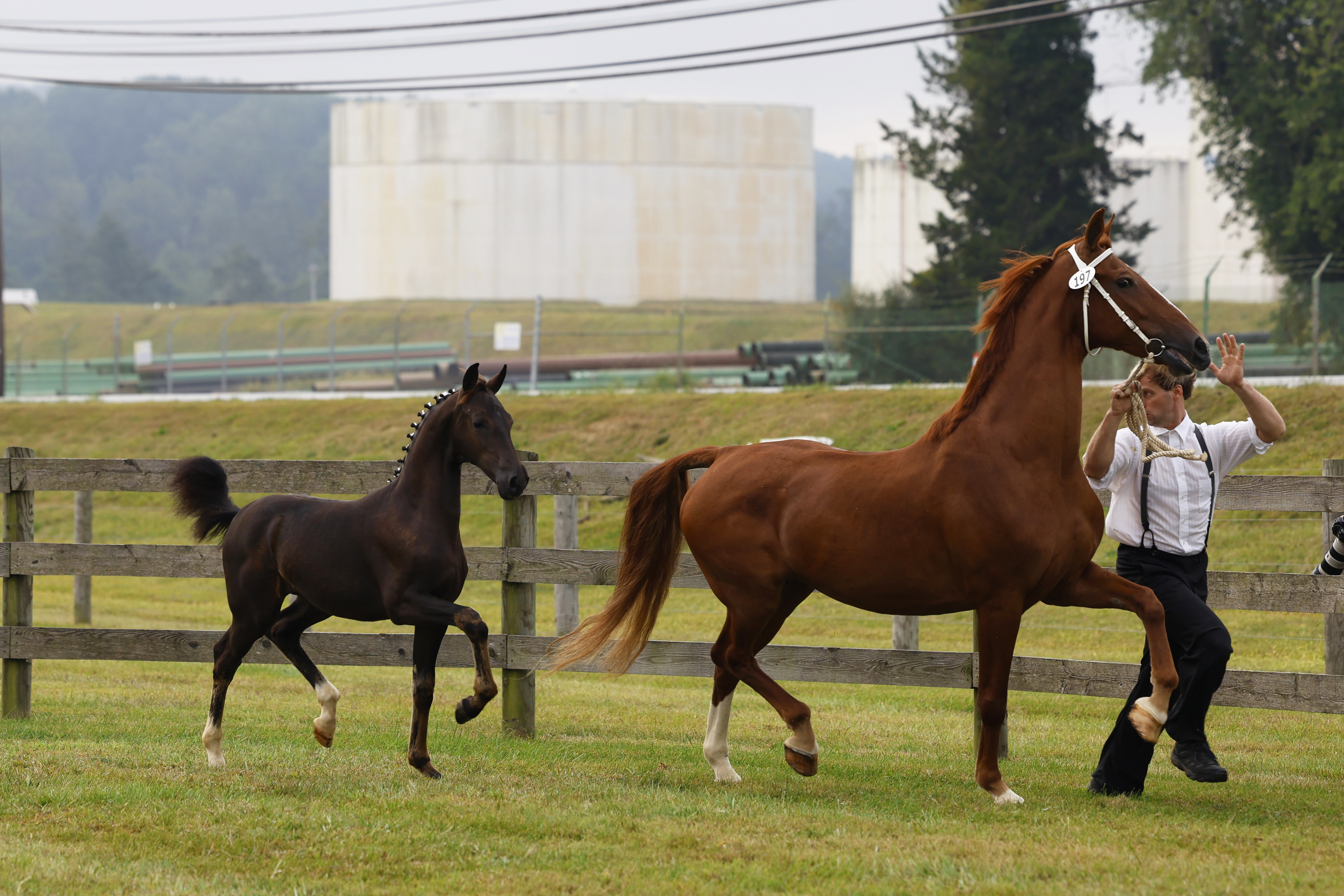 Saturday Weanling Fillies