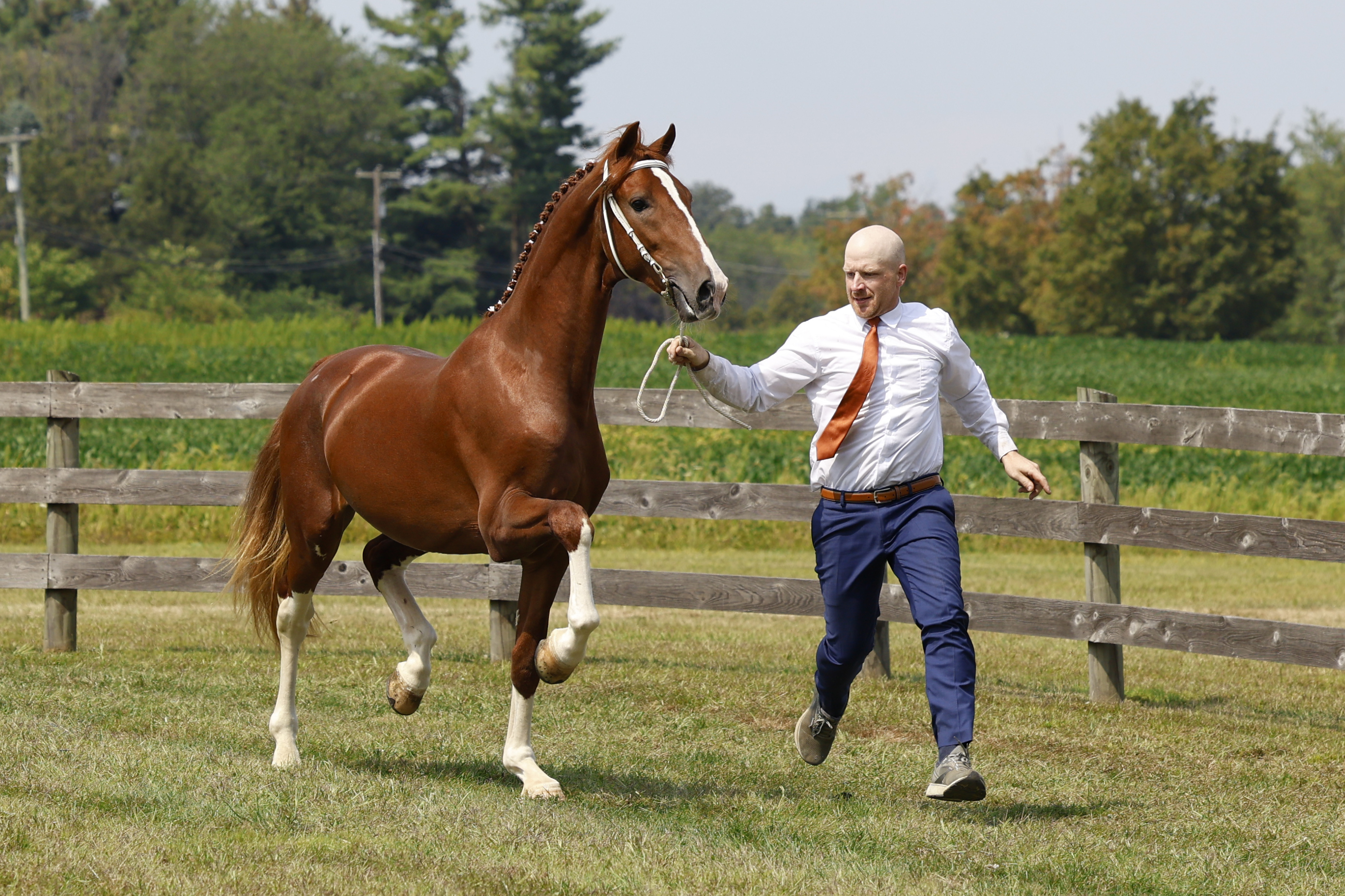 Saturday Overall In Hand Championship