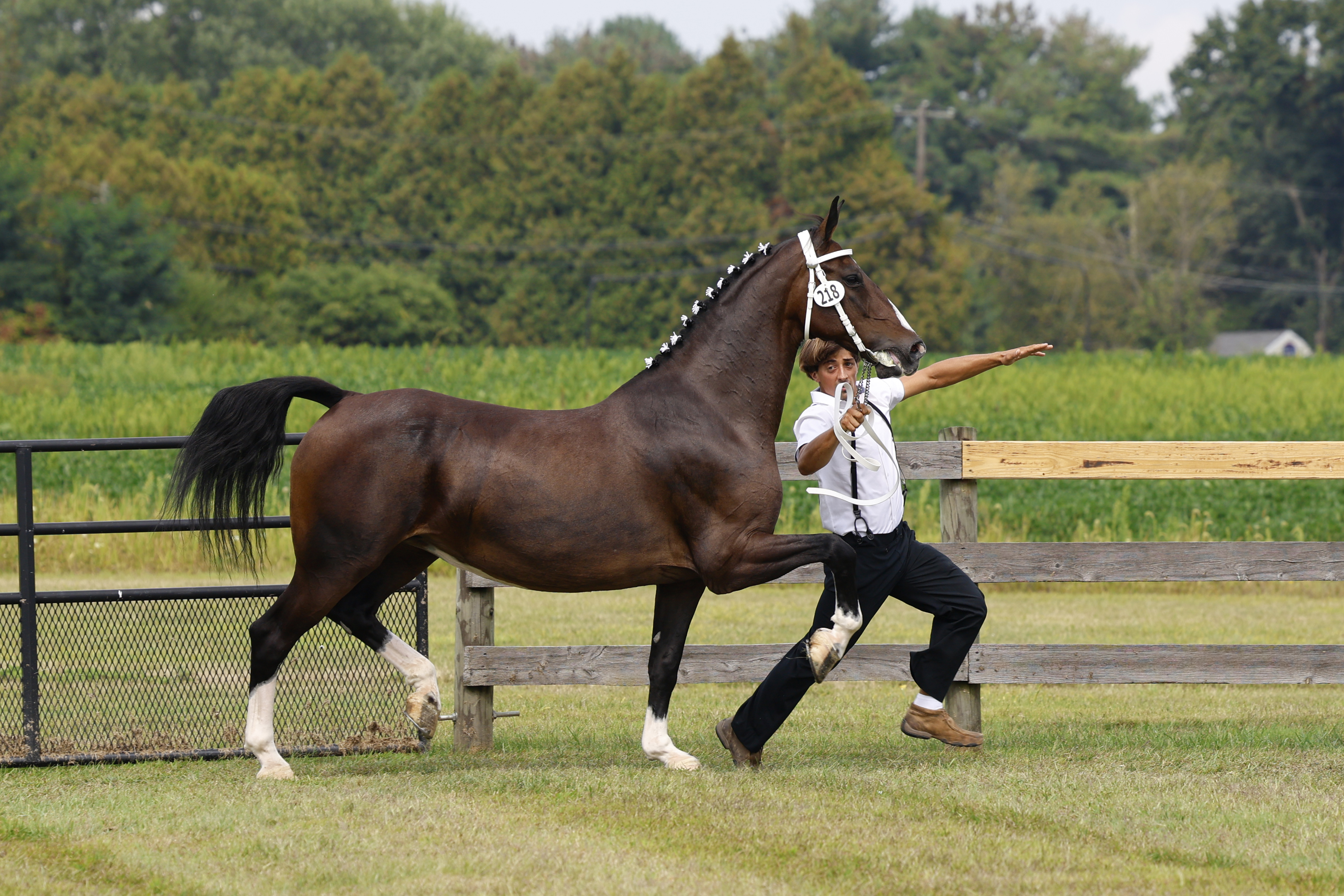 Saturday Ster/Keur Mares in Hand