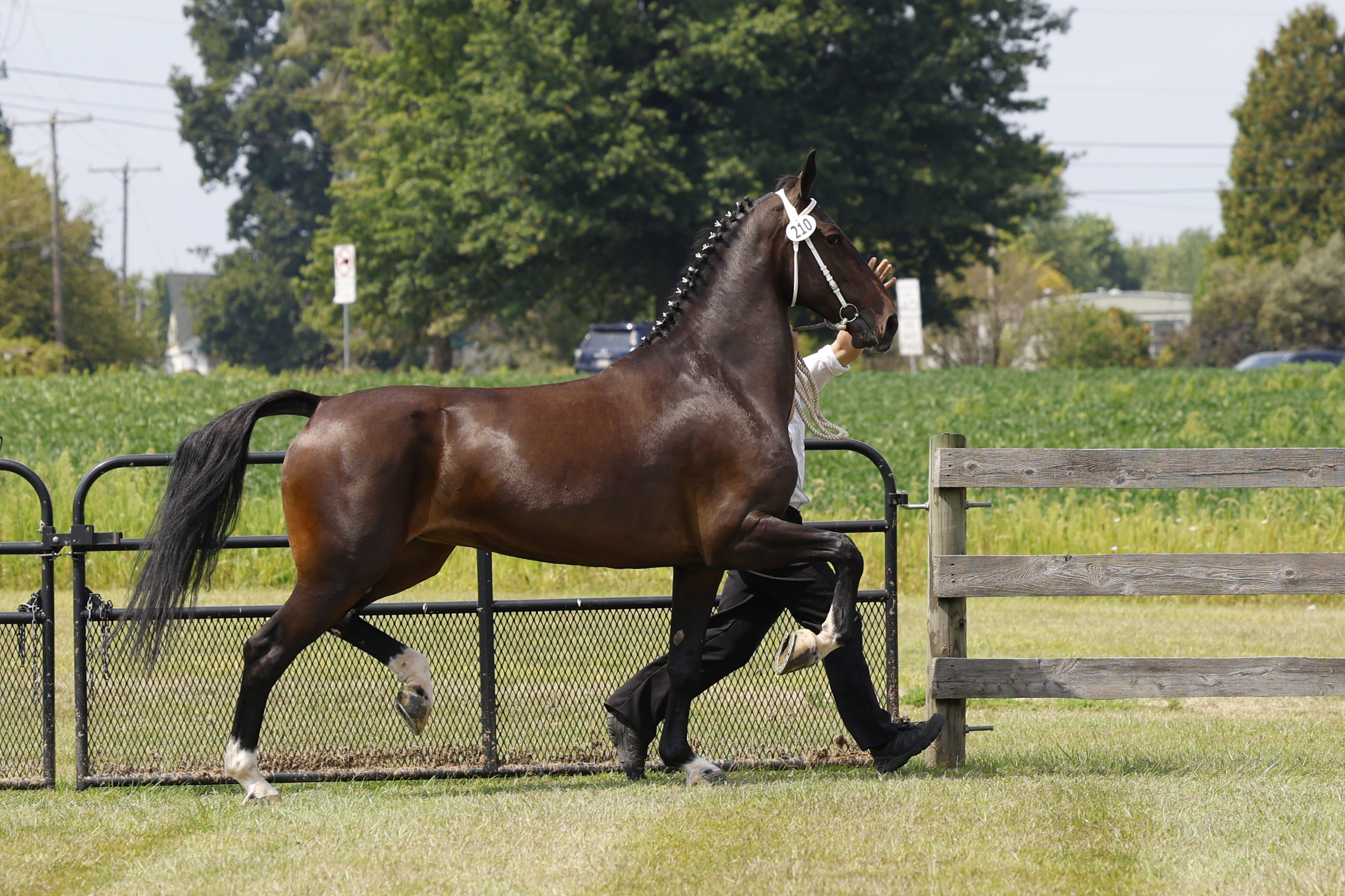 Saturday Overall In Hand Championship