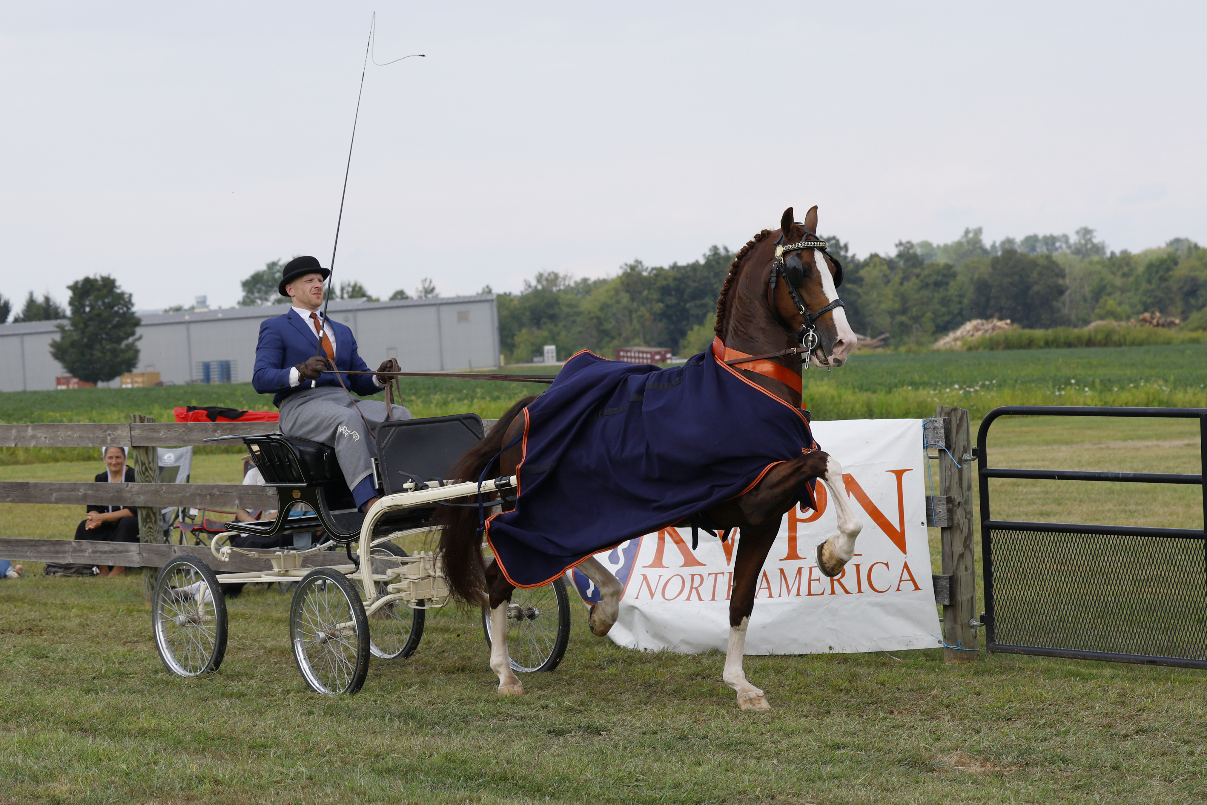 Saturday Fine Harness Cup Stallions & Geldings