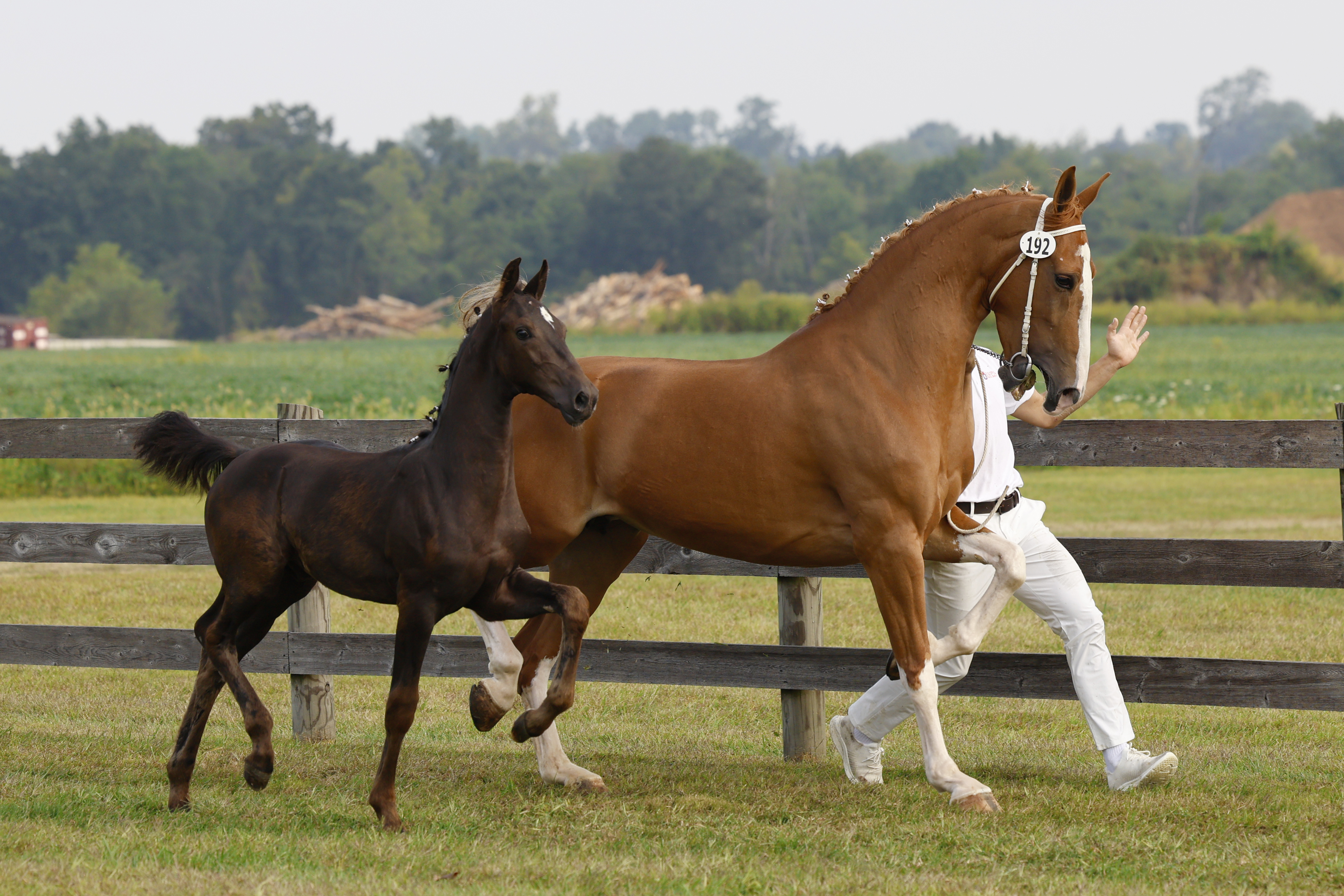 Saturday Weanling Colts