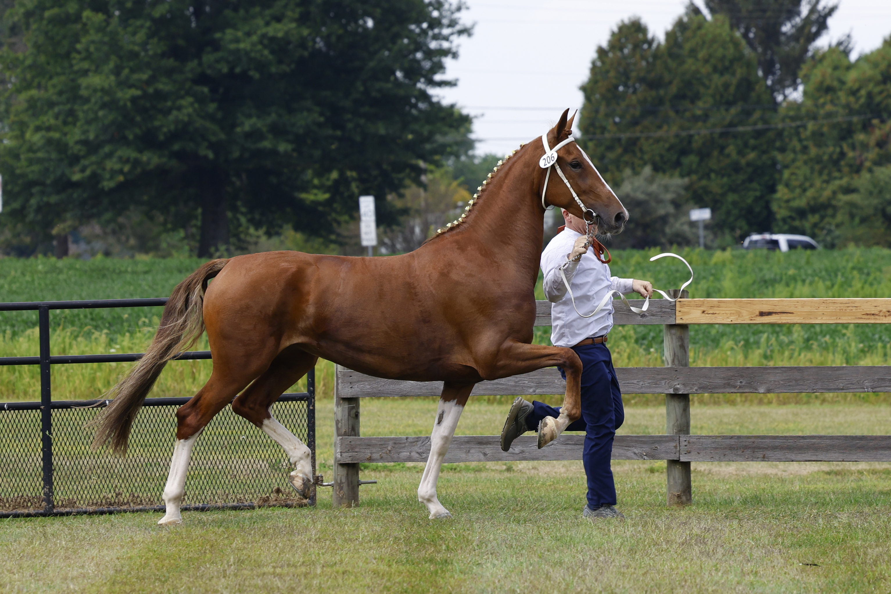 Saturday Overall In Hand Championship
