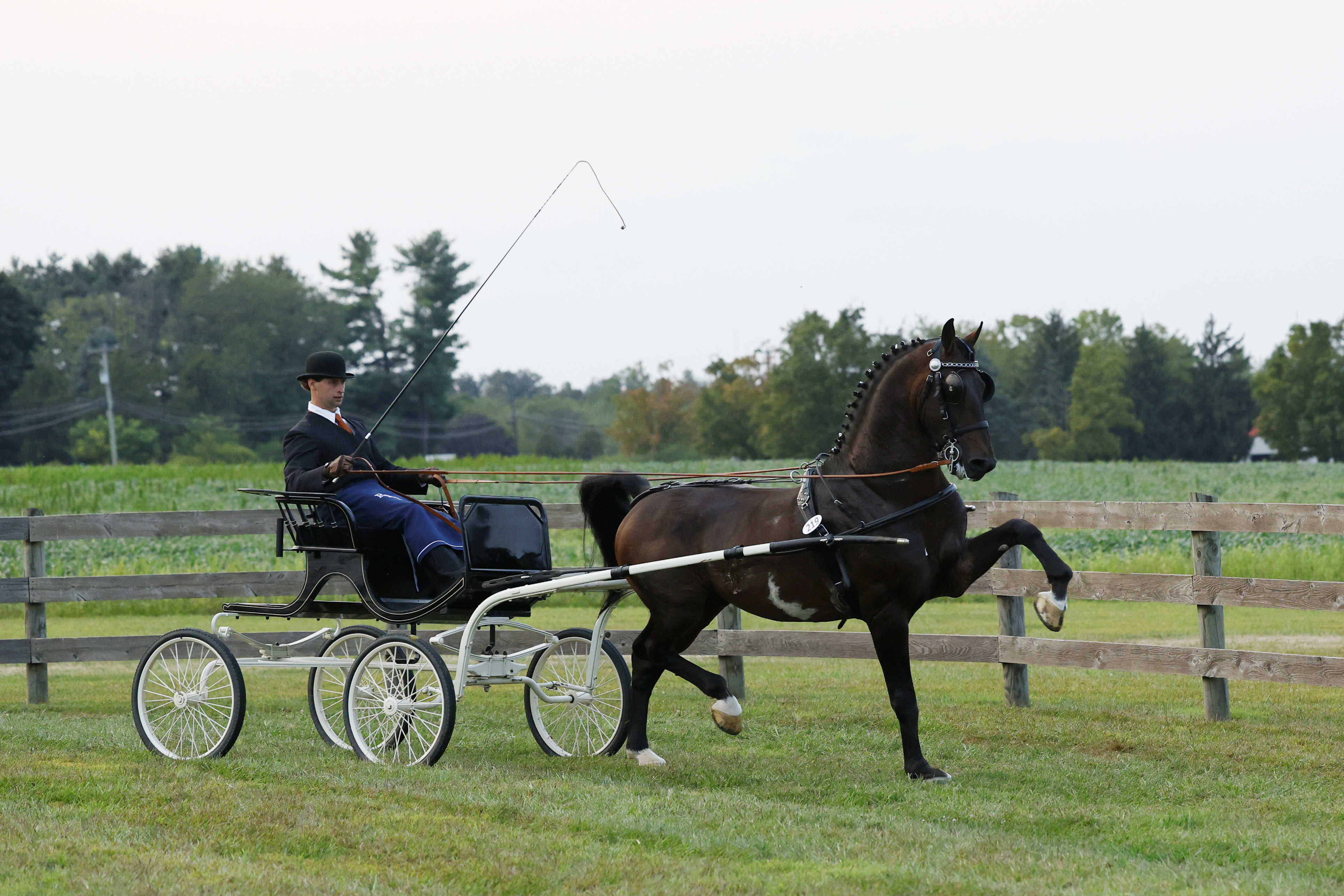 Friday Fine Harness Stallions & Geldings
