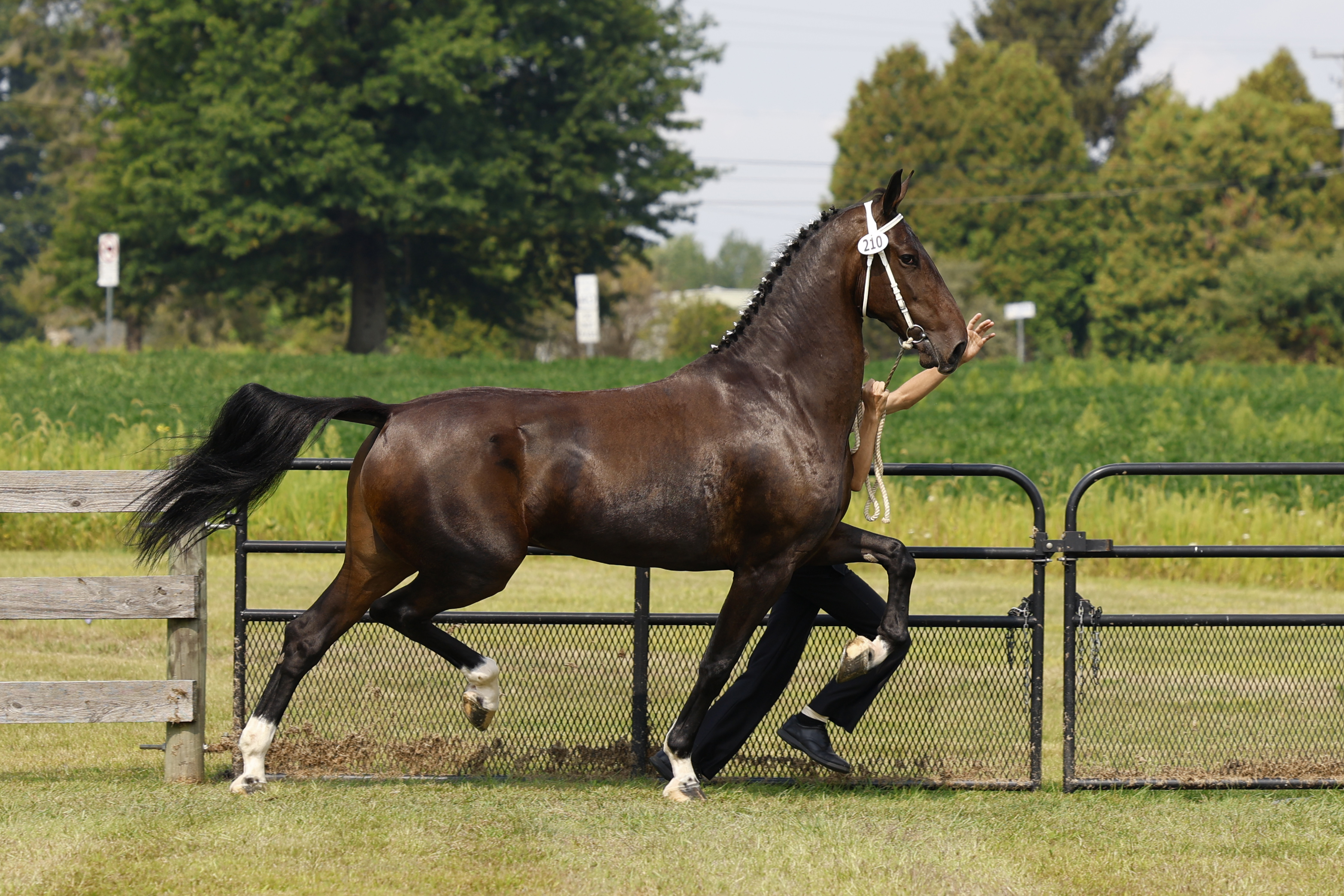 Saturday Ster/Keur Mares in Hand