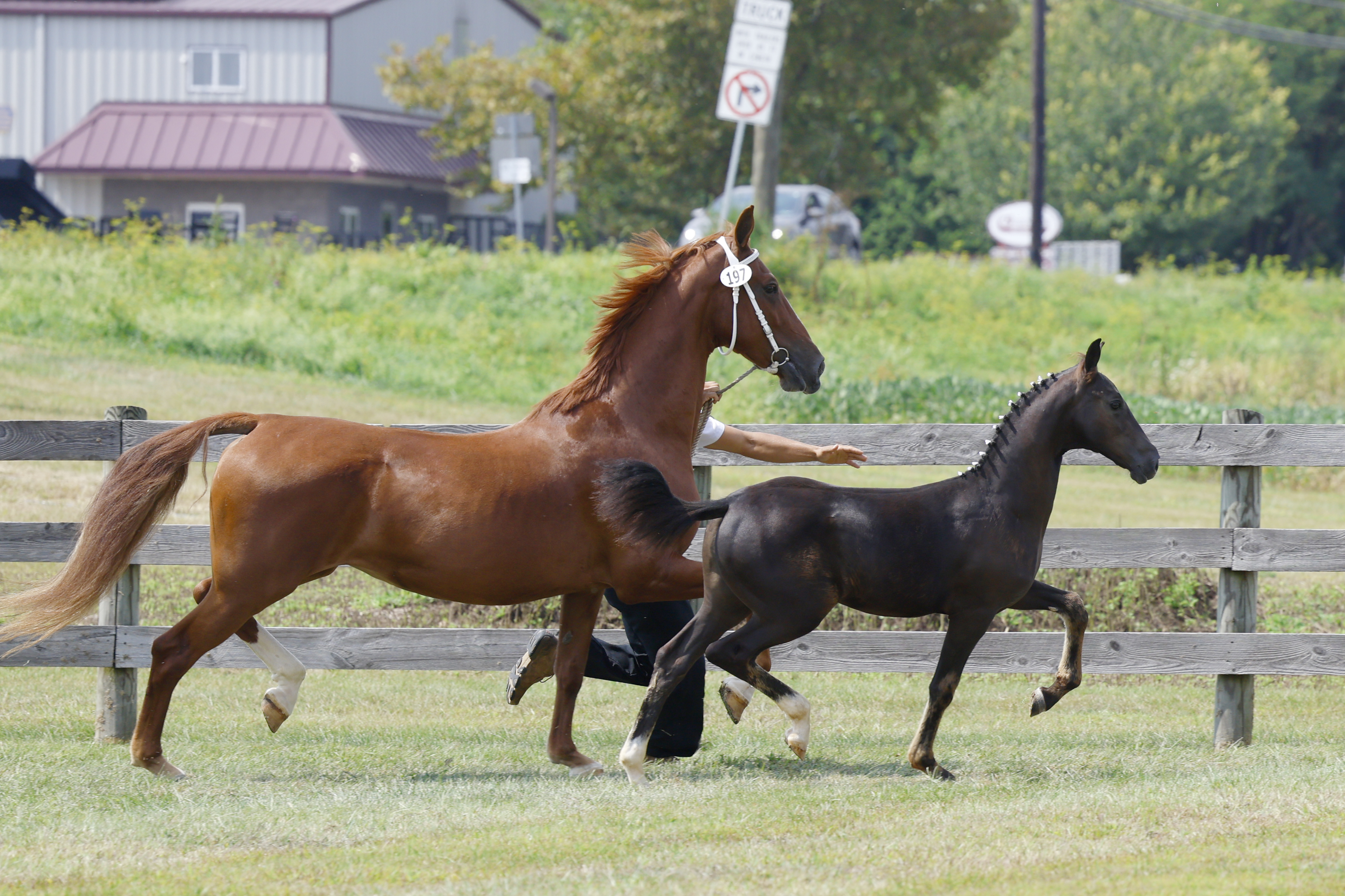 Saturday Weanling Championship