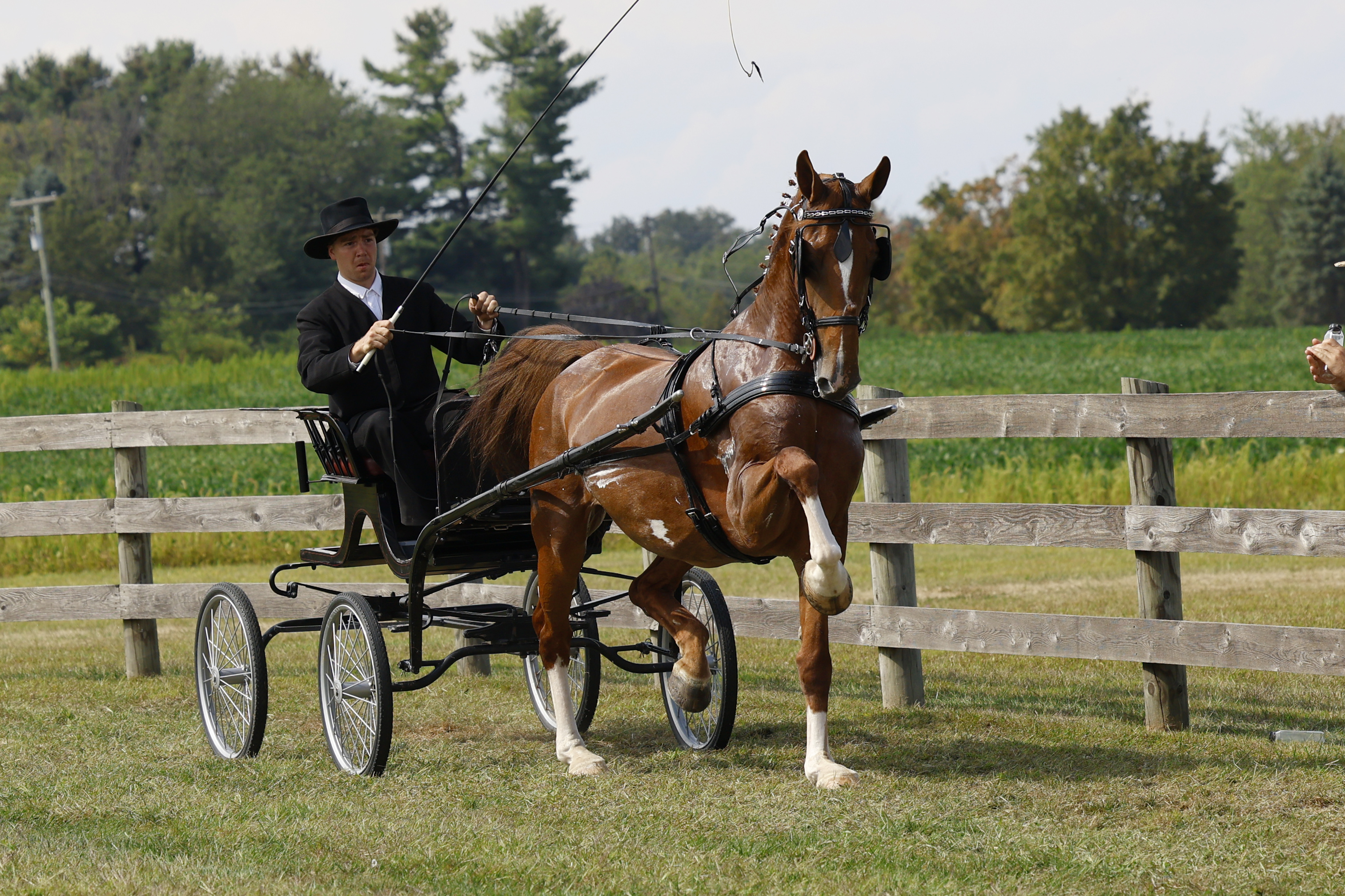 Saturday Fine Harness Cup Mares